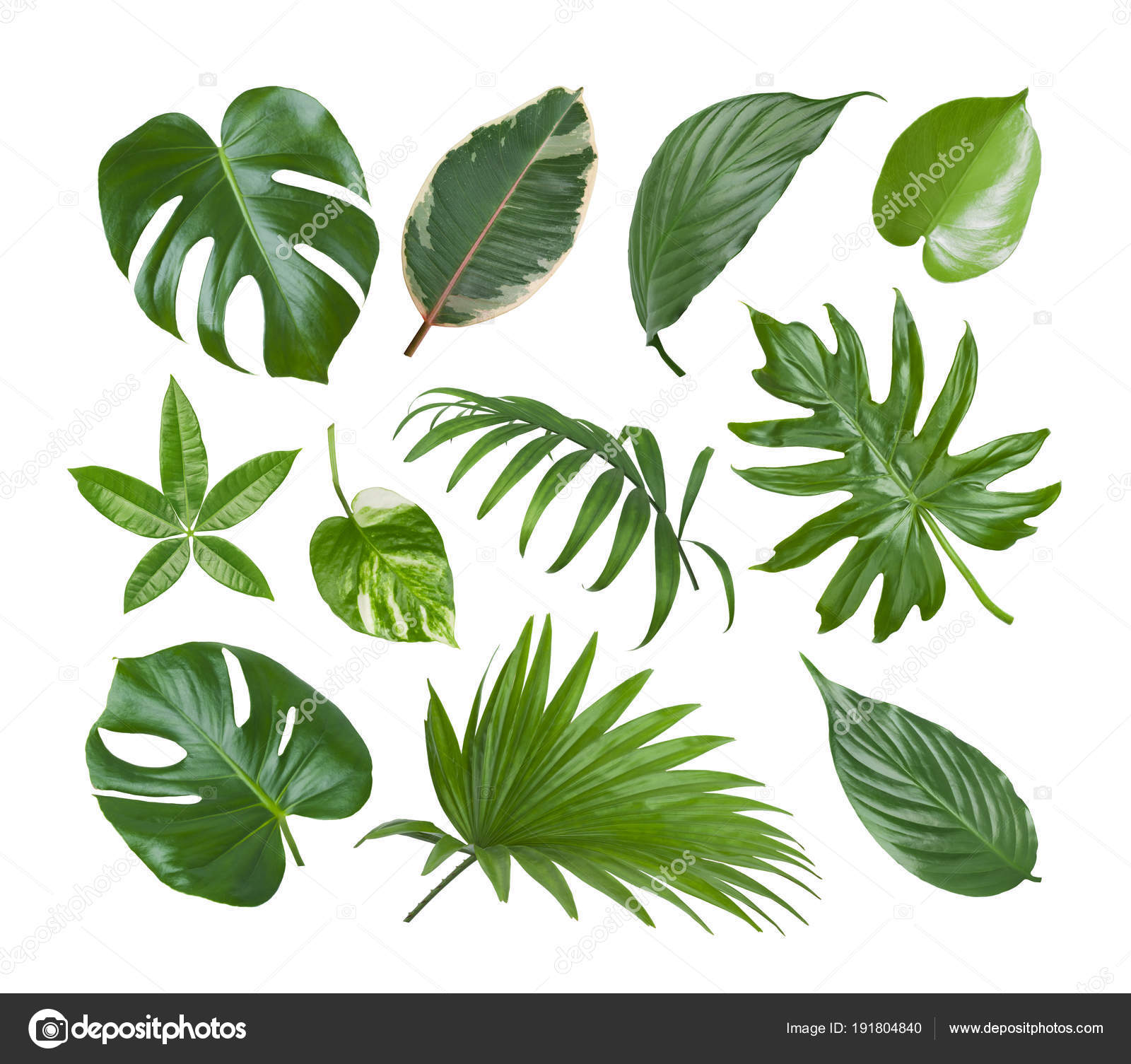 Collage Exotic Plant Green Leaves Isolated White Background — Stock ...