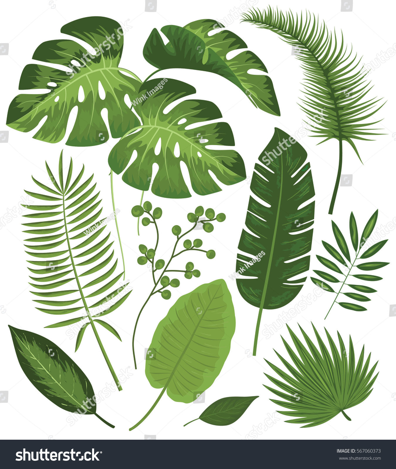 Collection Exotic Plants Vector Illustrations Tropical Stock Vector ...