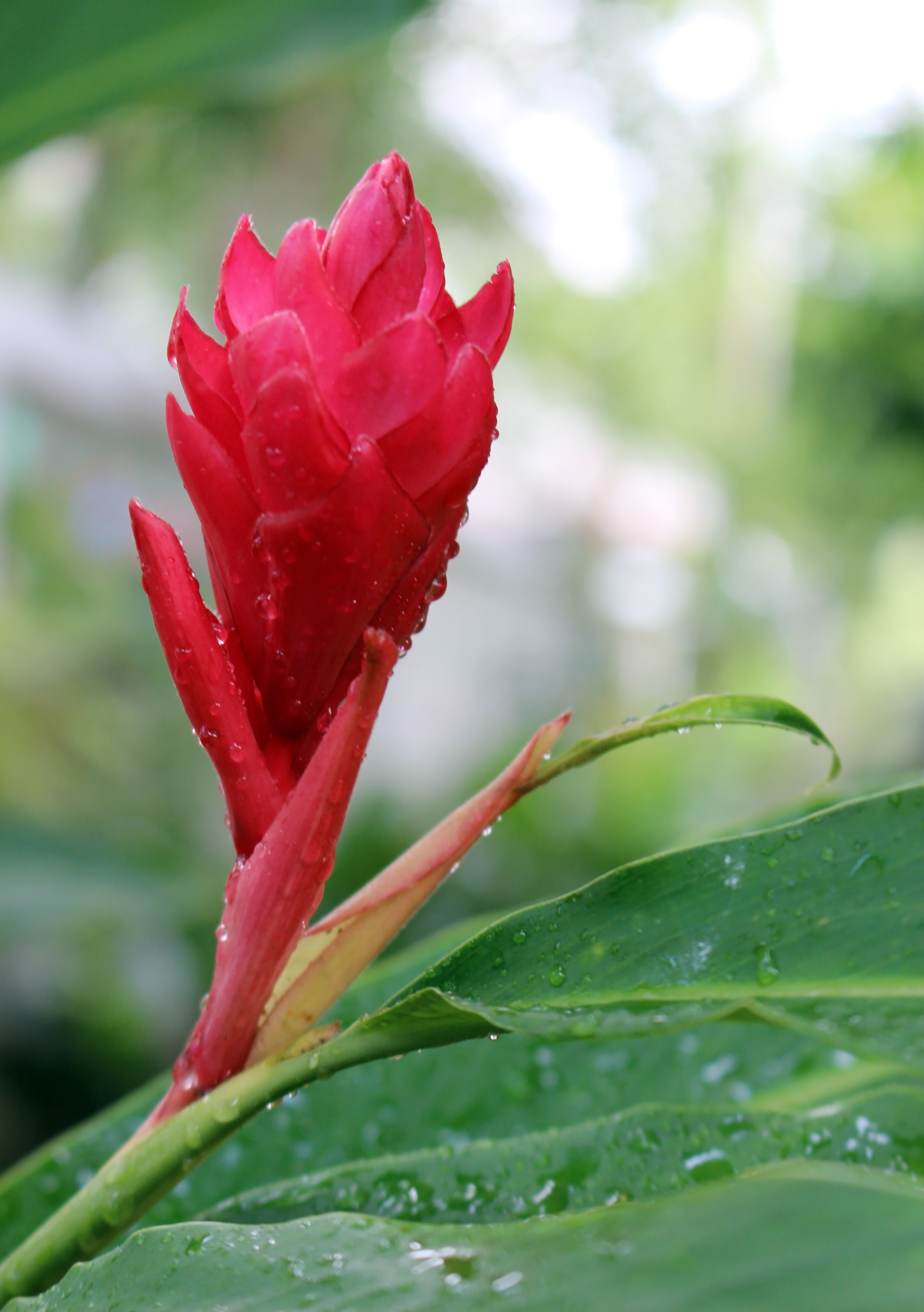 Exotic red flower in a tropical garden photo