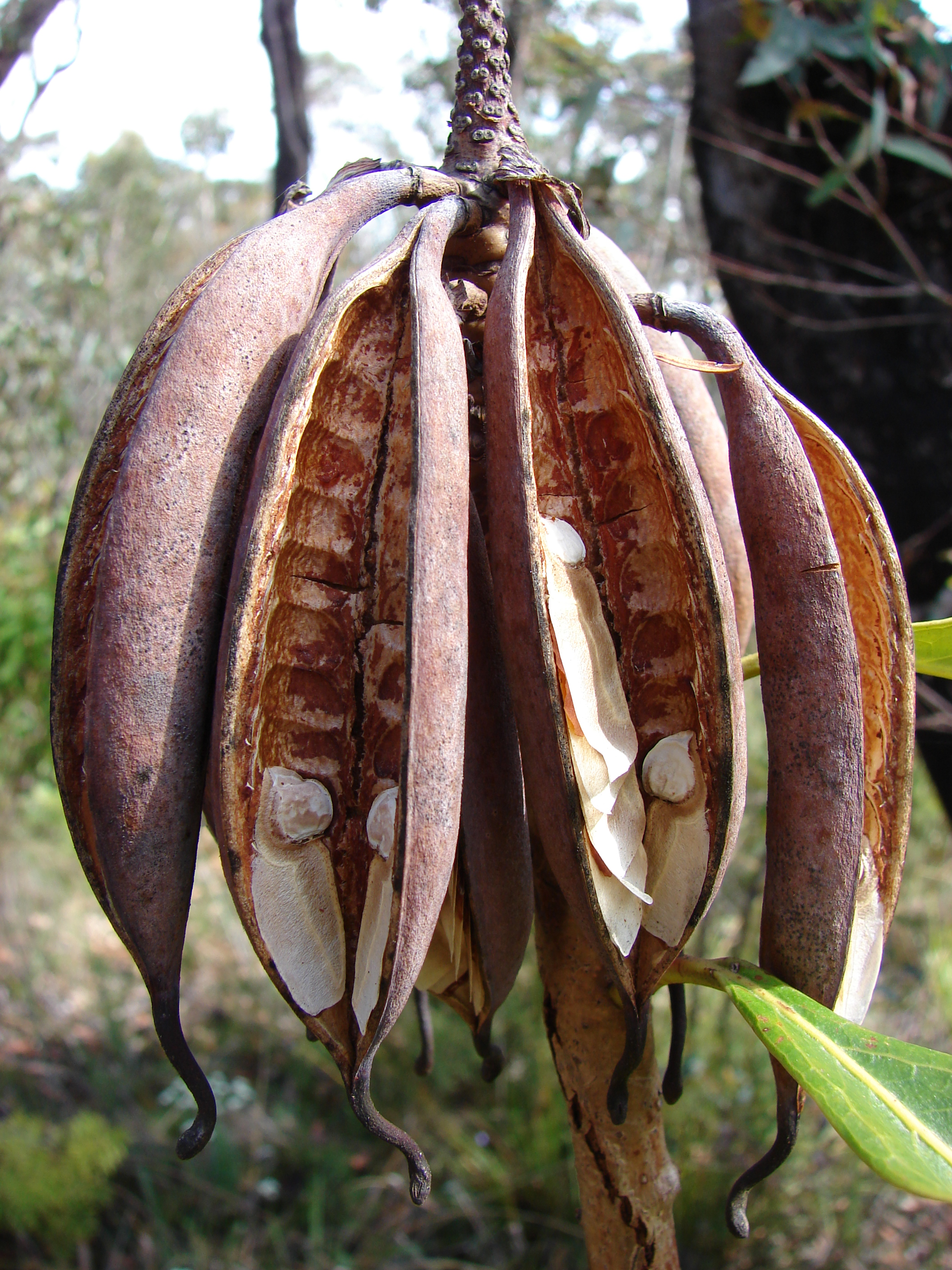 Exotic seedpods photo