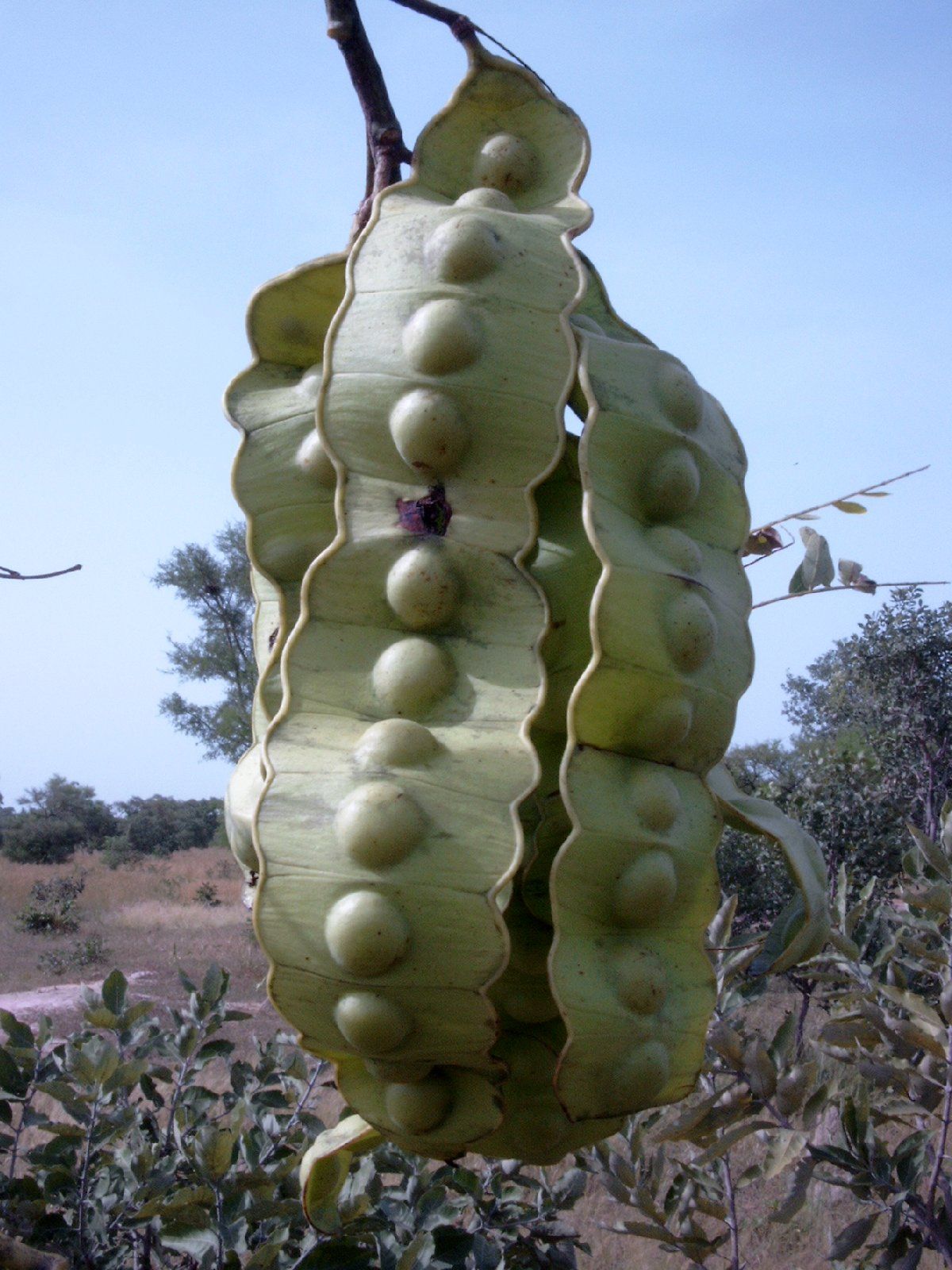 Ndende, Twatsa (Entada africana) Seed pods. Various parts of the ...