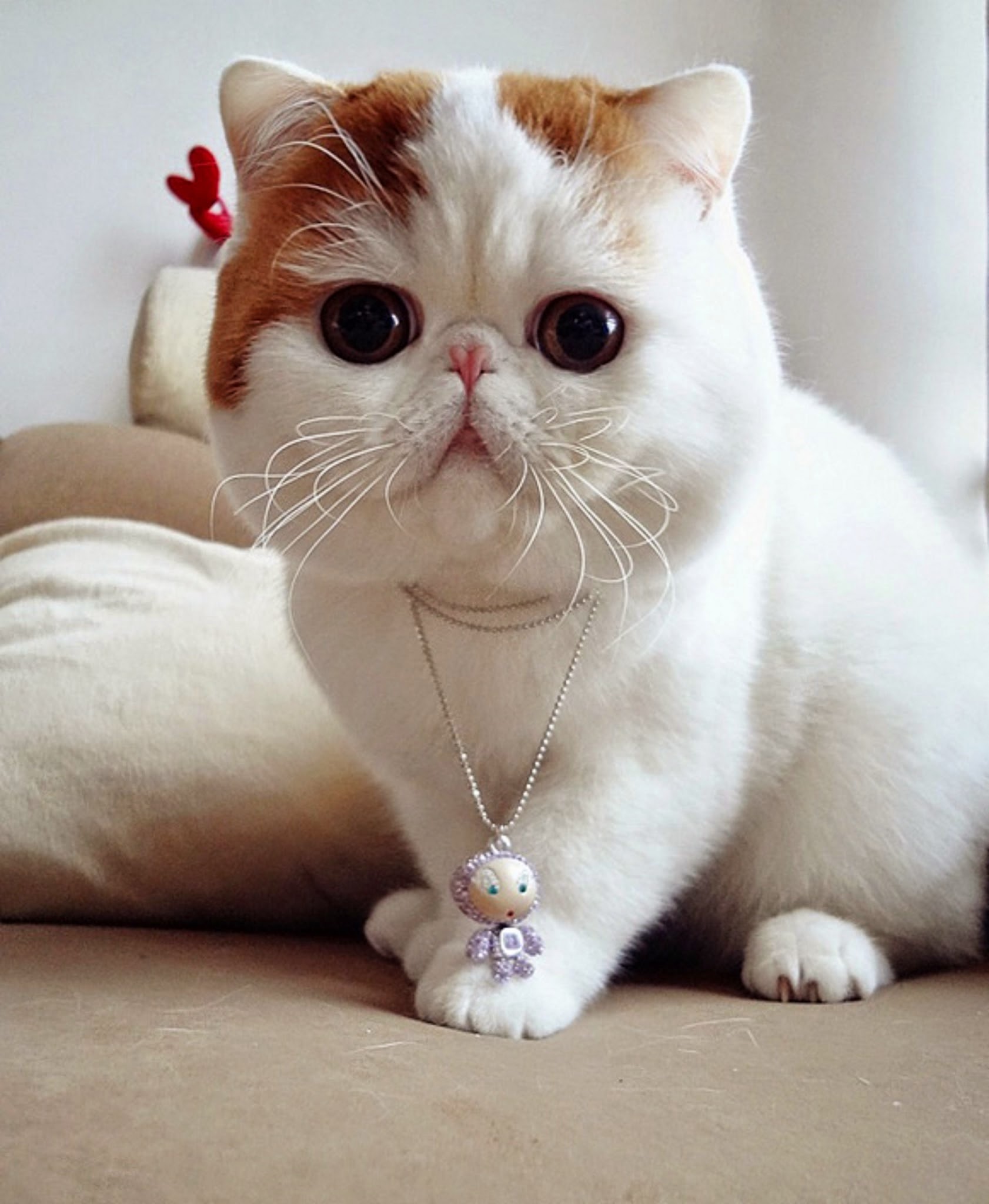 Free Photo Exotic Shorthair Cat Exotic Pet Free Download Jooinn