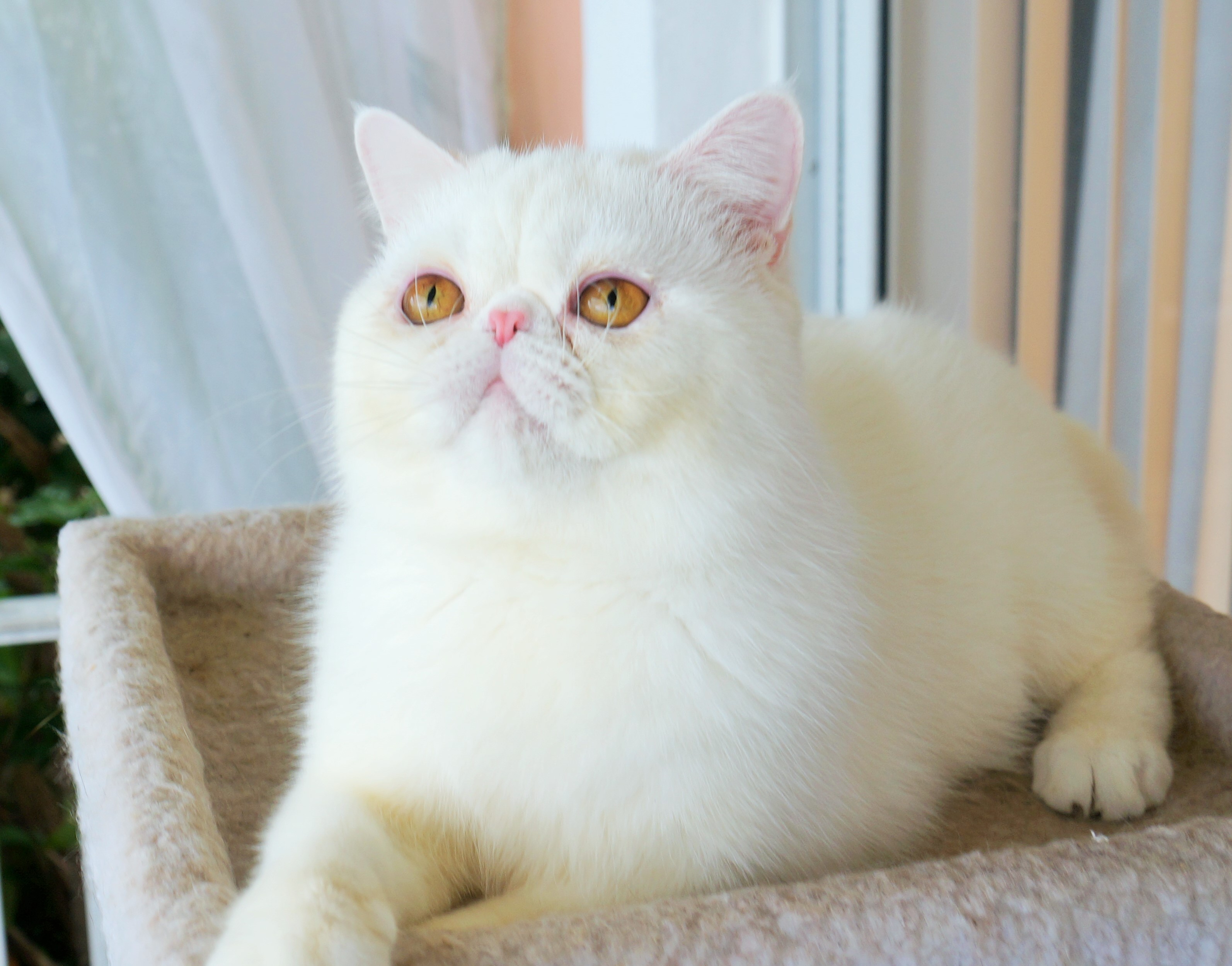 Adults exotic shorthair breeders at Exotic Kit Cats