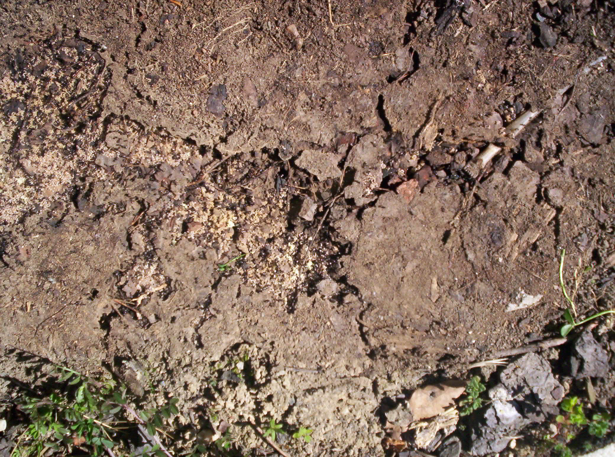 Exposed, Ants, Black, Brown, Bspo06, HQ Photo