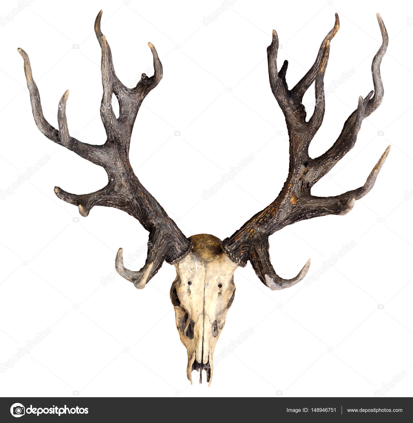 Schomburgk's deer head skull isolated on white background, Extin ...