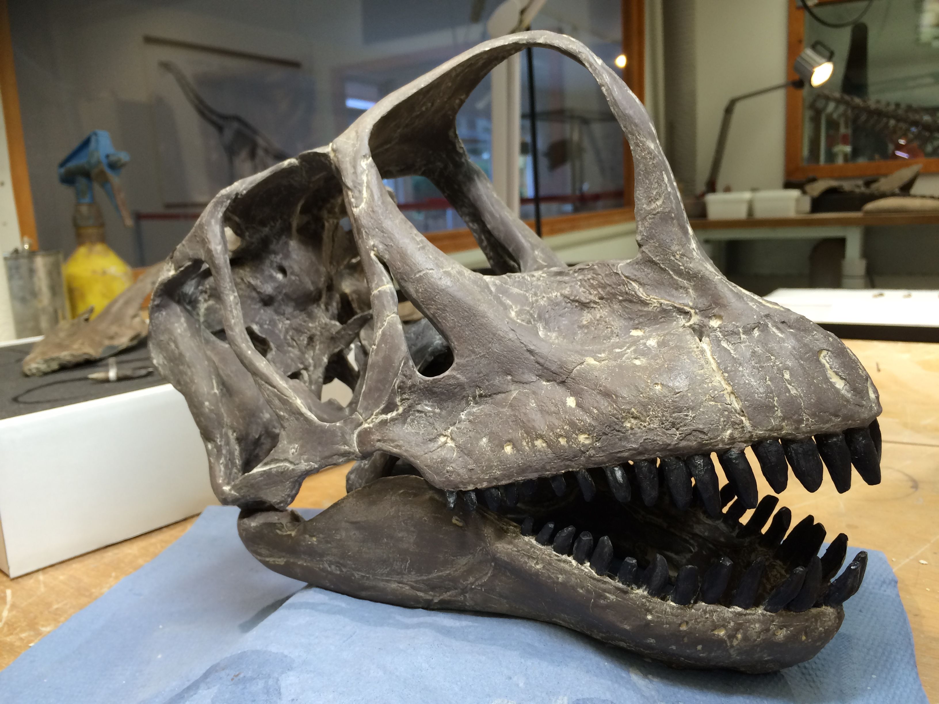 Europasaurus skull reconstruction | Ancient Animal Life~ | Pinterest ...