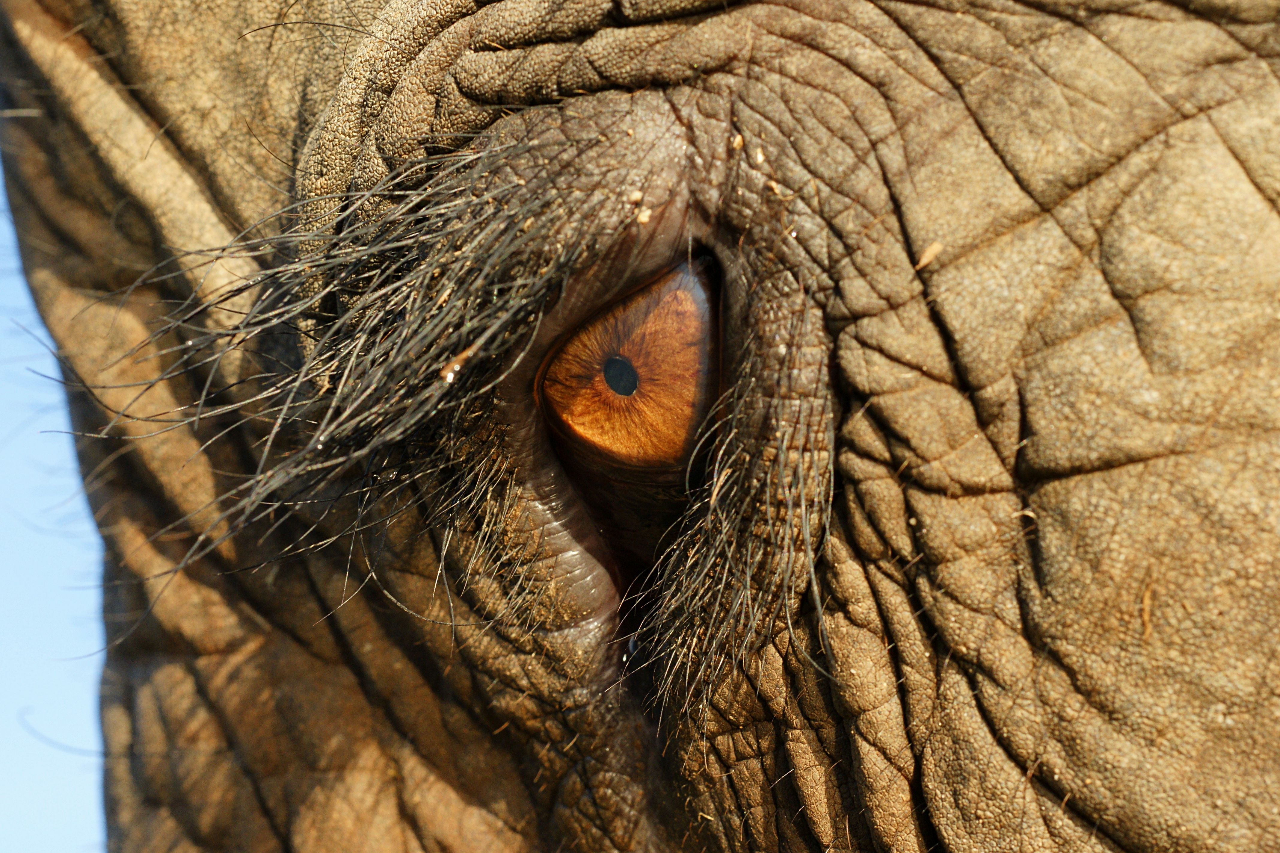 photo of elephant - Yahoo! Search Results theverinarian.com.au ...