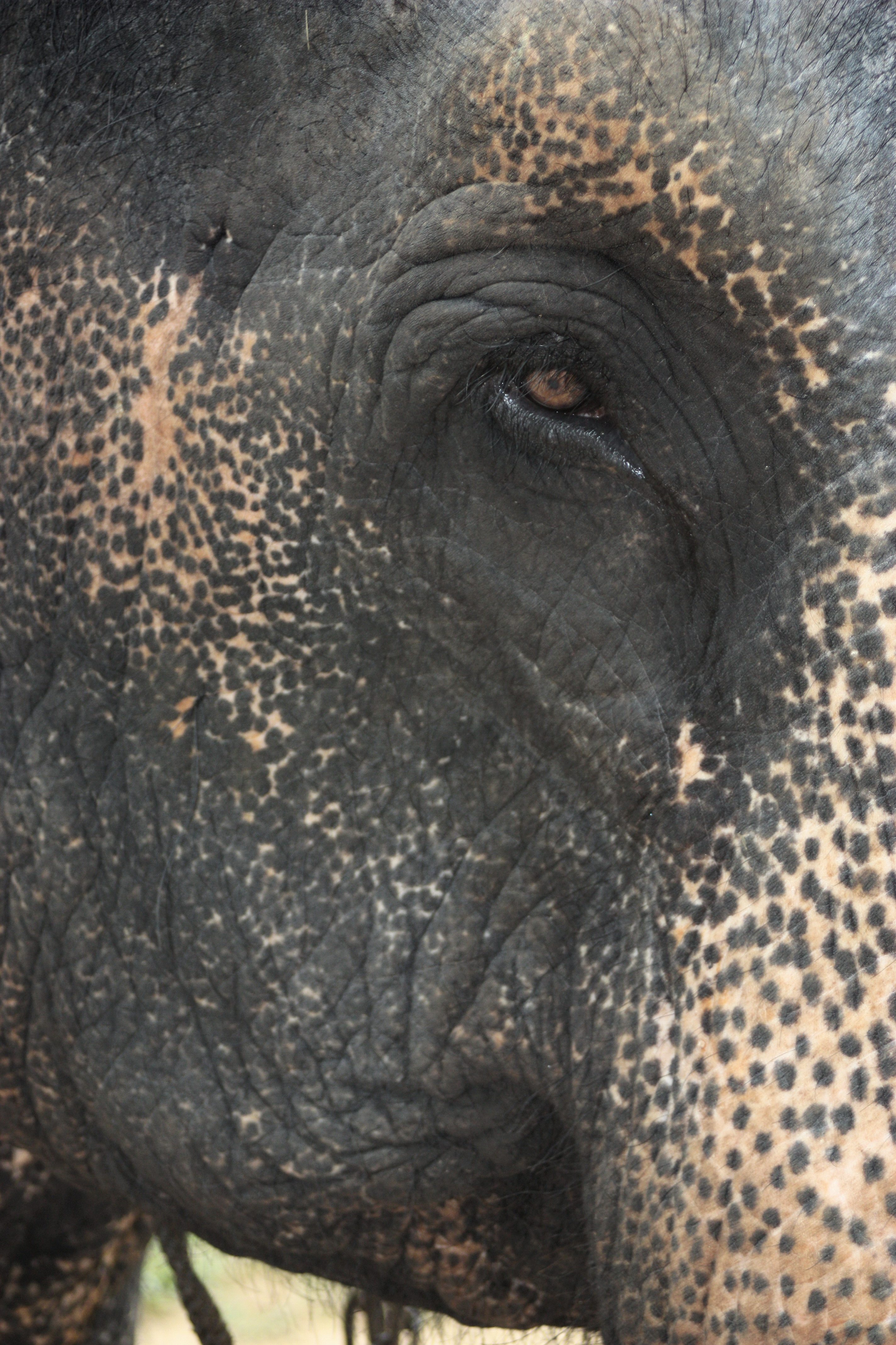 File:Eye of the elephant.jpg - Wikimedia Commons