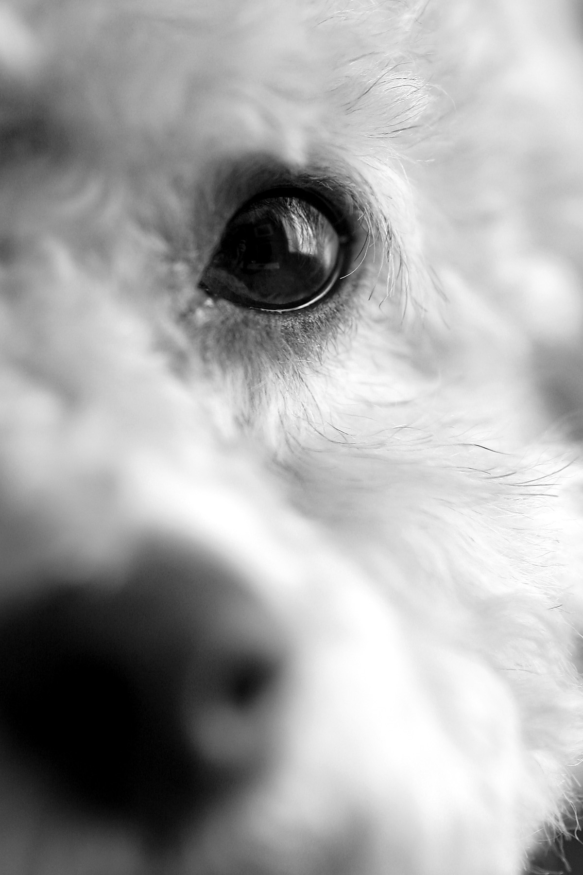Eye of the dog photo