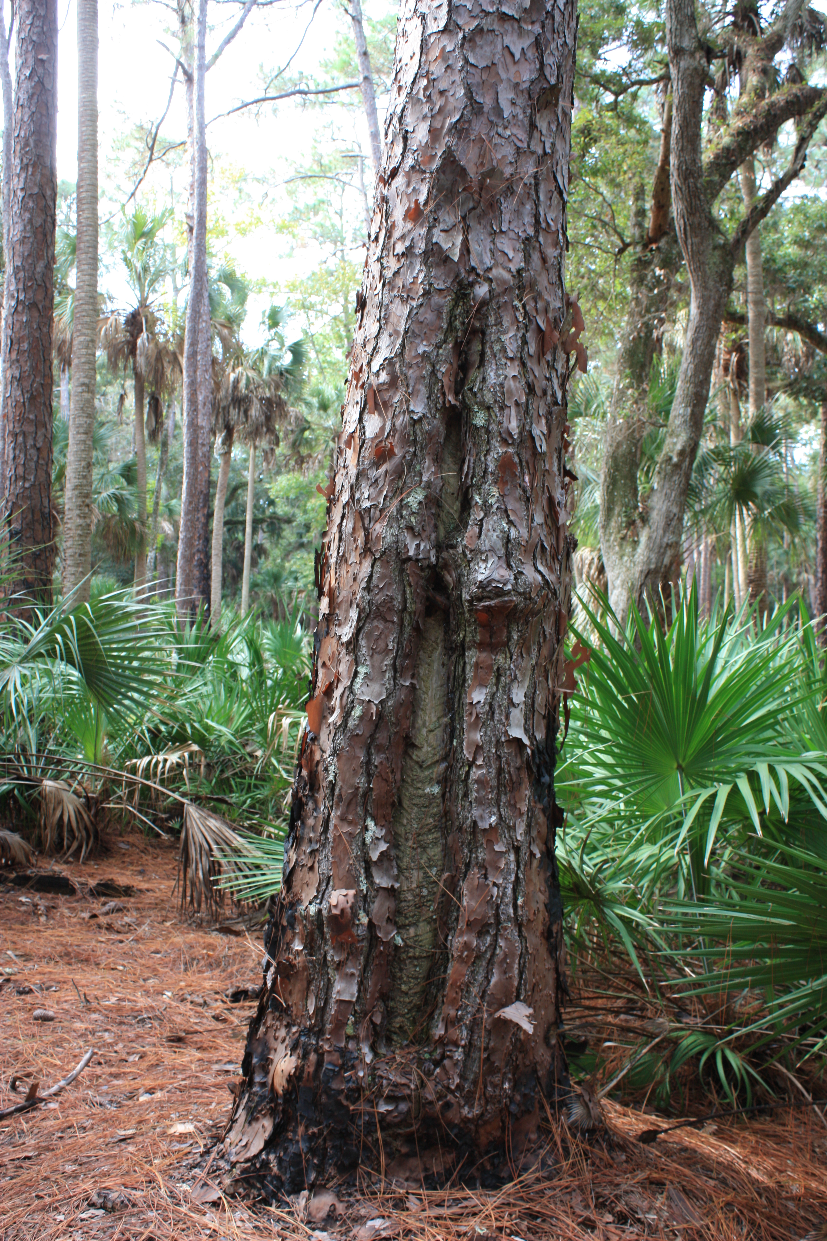 Cat-faced Pine Tree | Florida State Parks