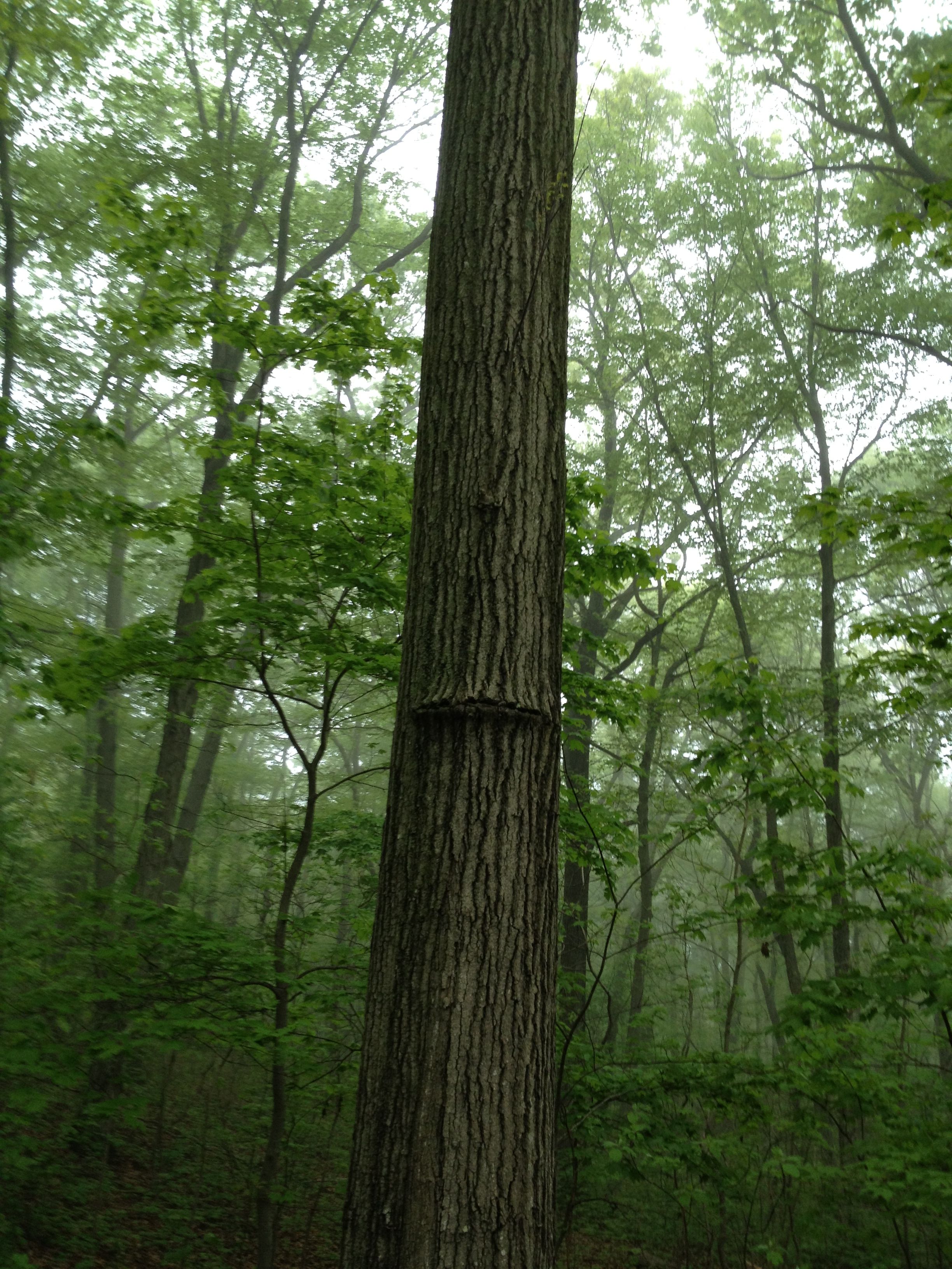 Dour-faced tree at Caumsett State Park | Long Island Mornings ...
