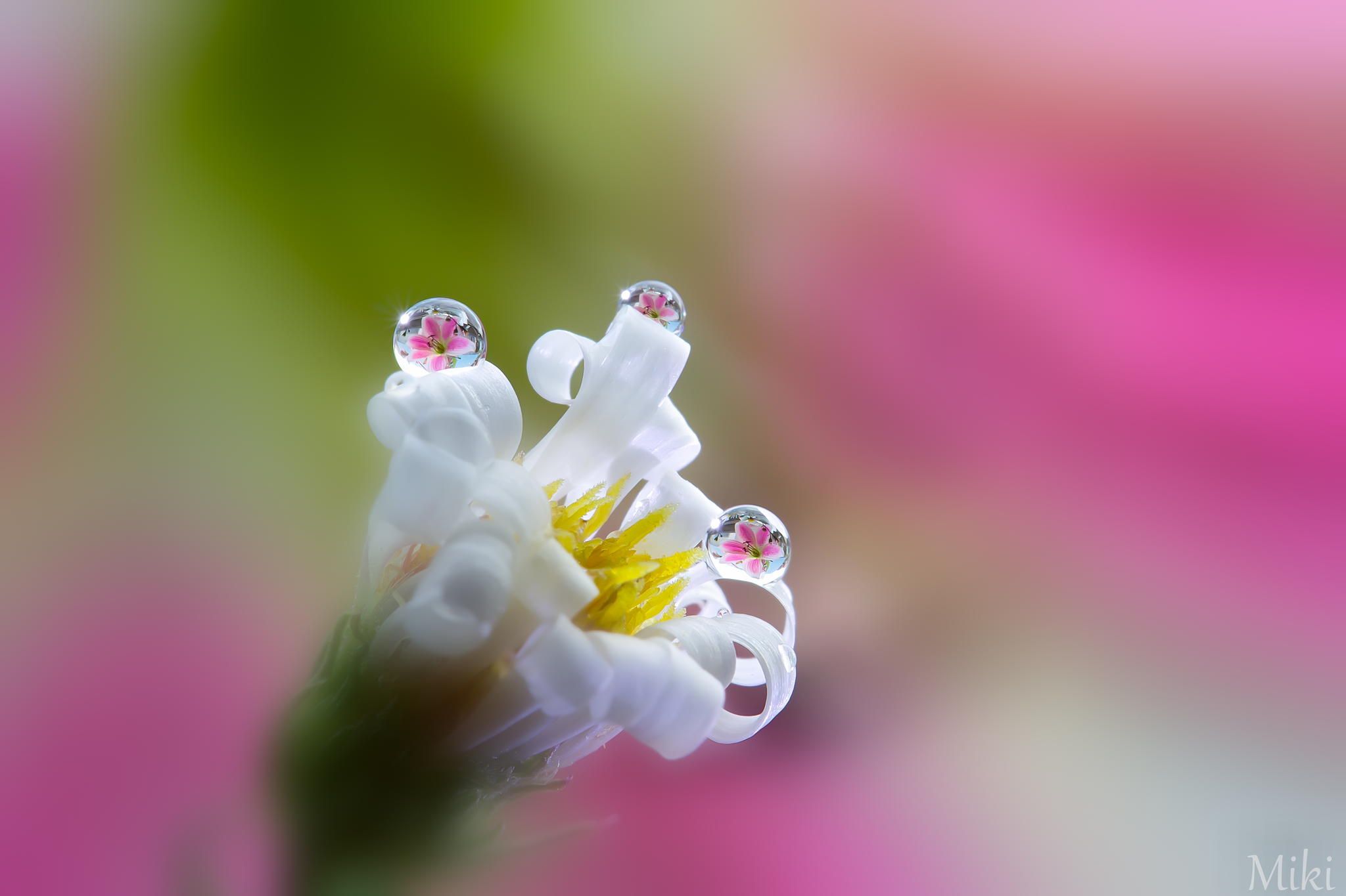 Last tears of faded flower by Miki Asai on 500px | Prabodh Baisiwala ...