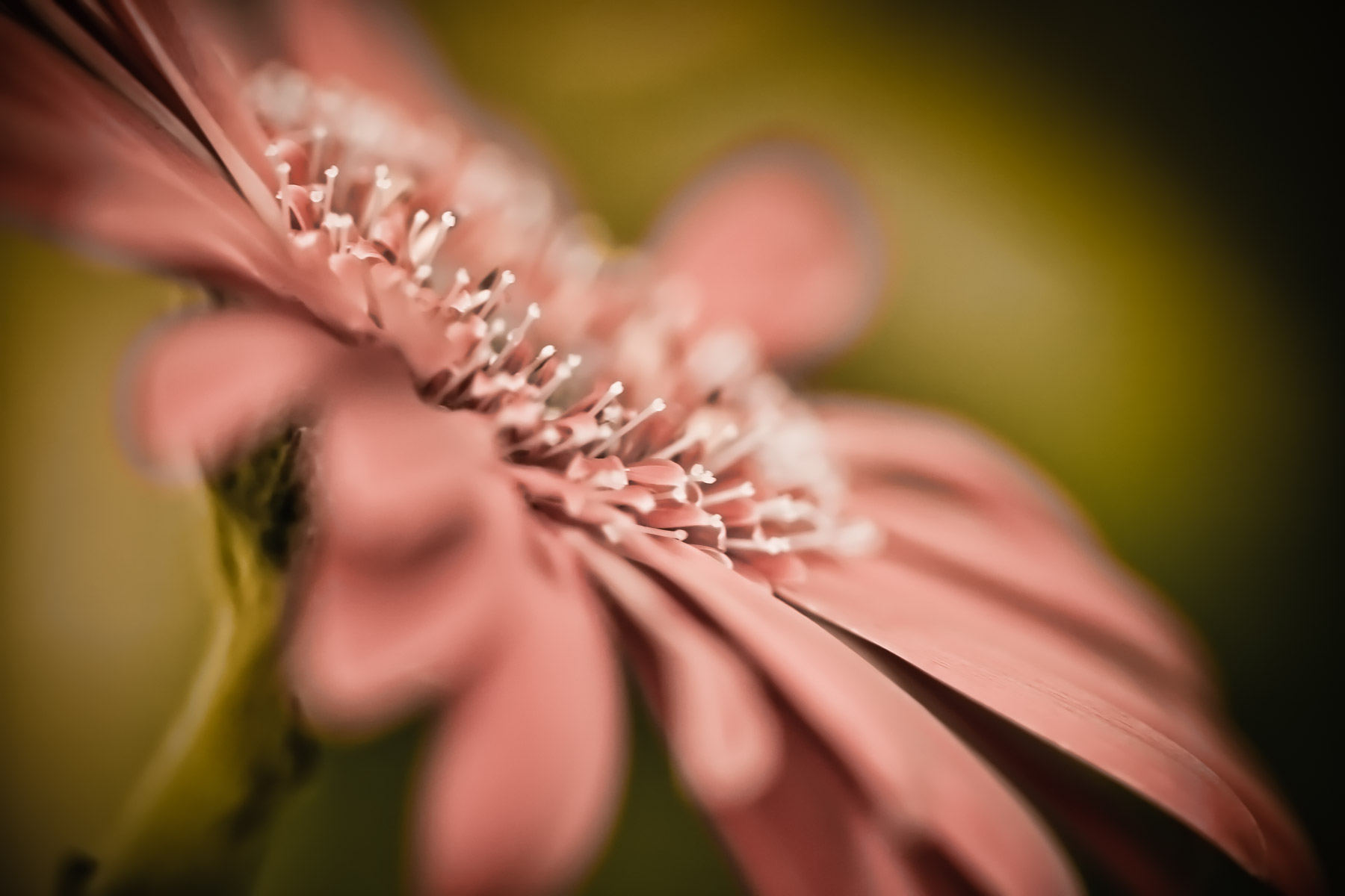 Faded Flower | Tyler | 75CentralPhotography