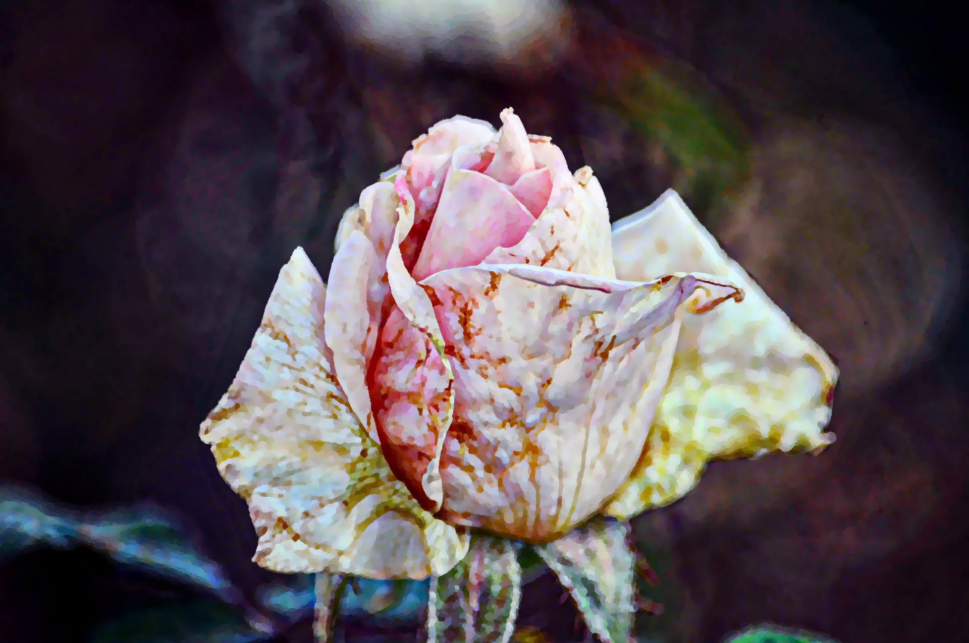Painted Faded Rose Free Stock Photo - Public Domain Pictures