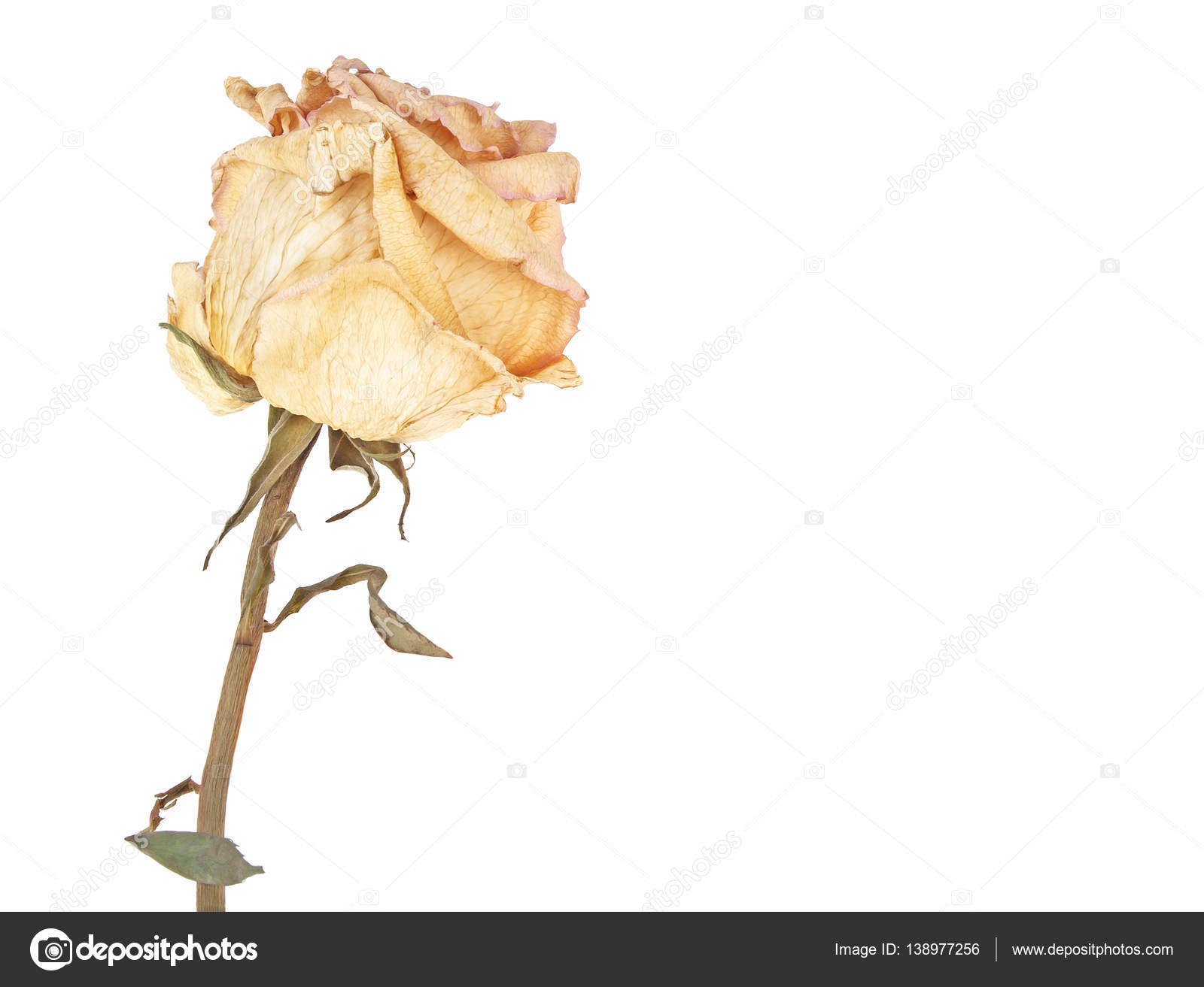 Faded rose isolated on white background — Stock Photo © domnitsky ...