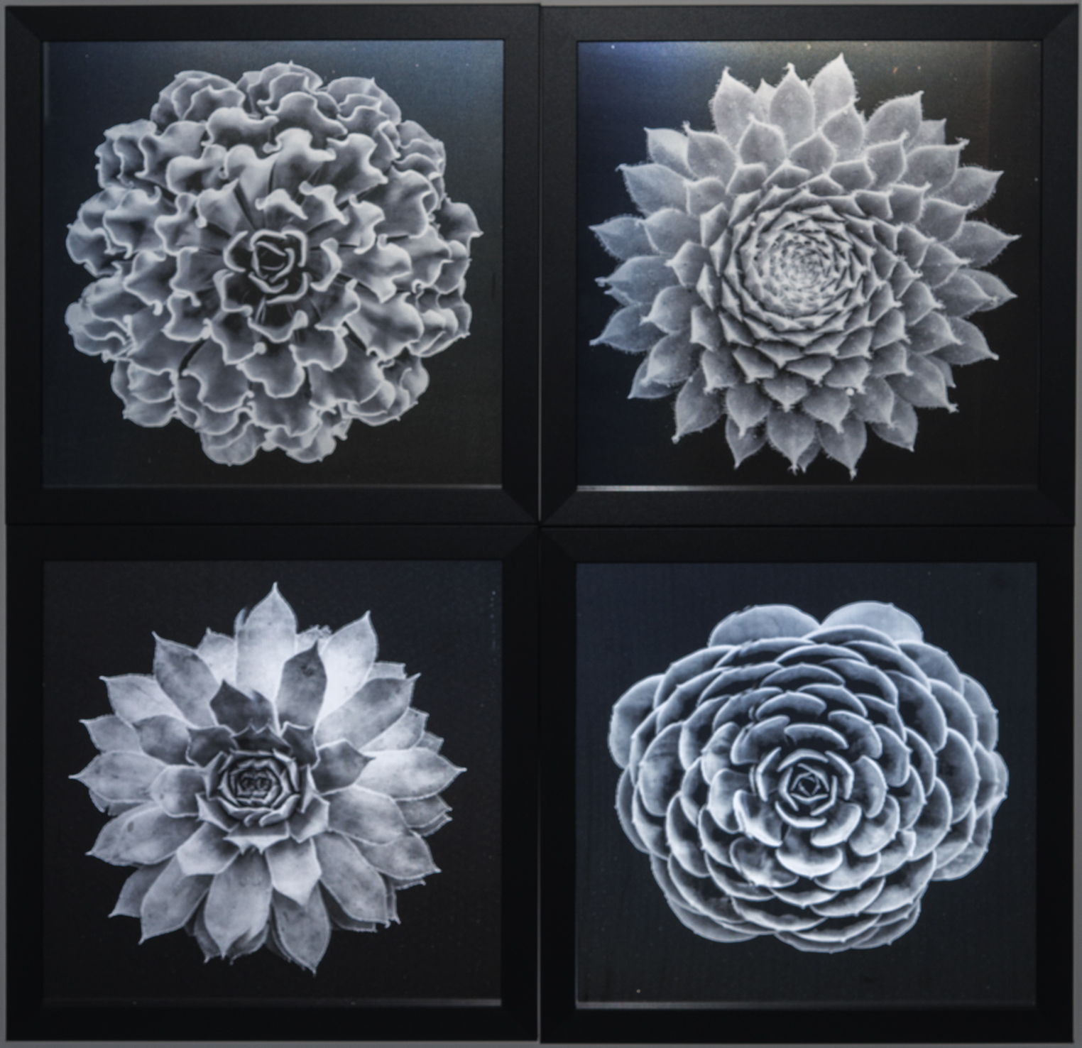 3D Botanical Studies continue at the 3D-Industrial-Complex by Mark ...