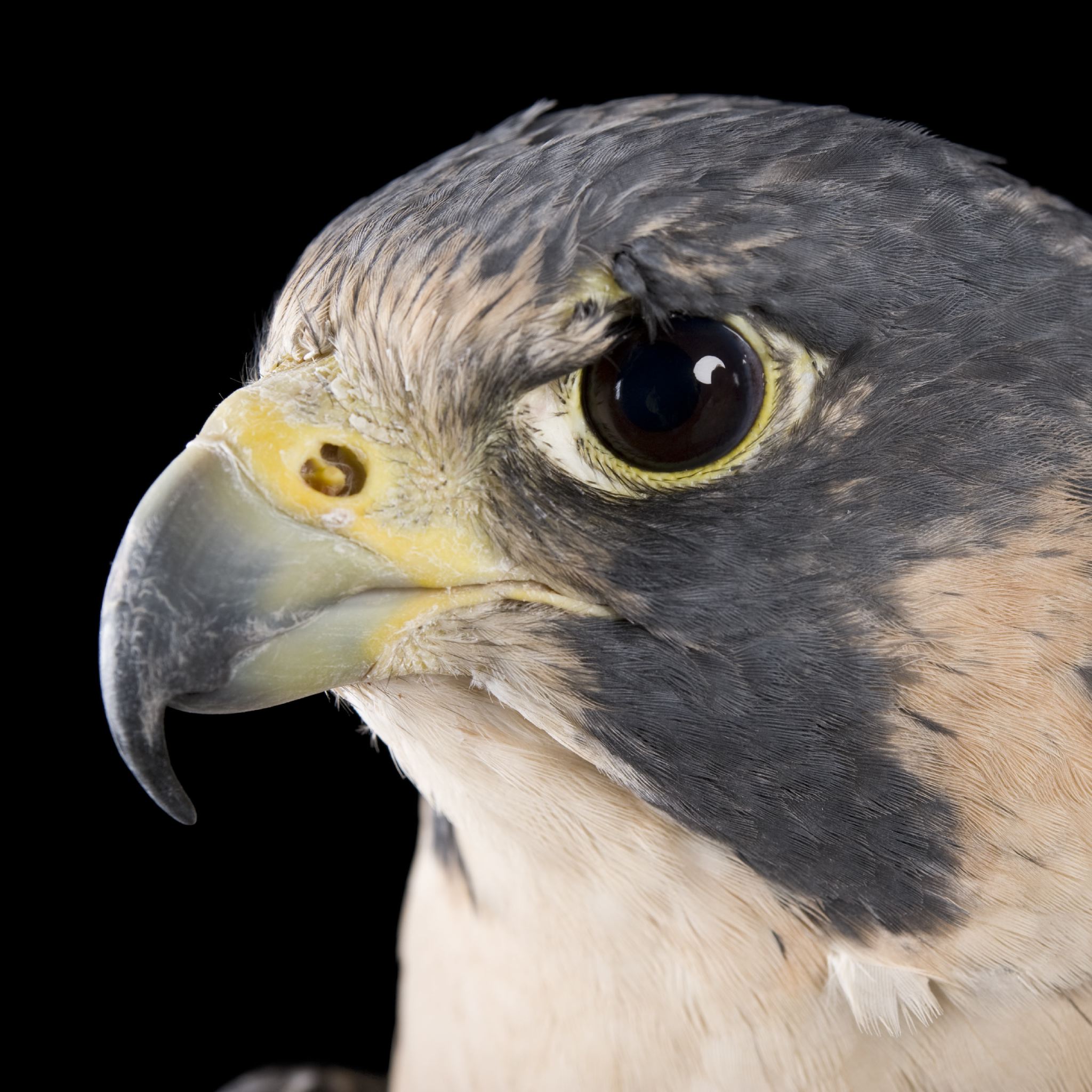 Peregrine Falcon | National Geographic