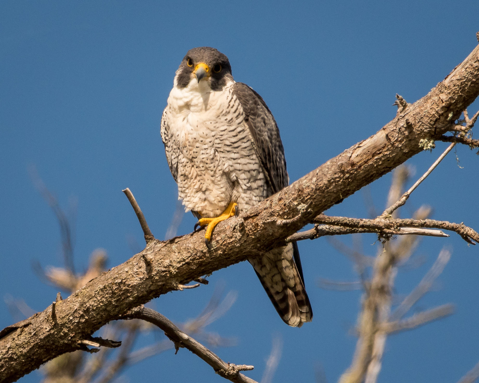 Peregrine falcons are thriving in southeast Michigan | Michigan Radio