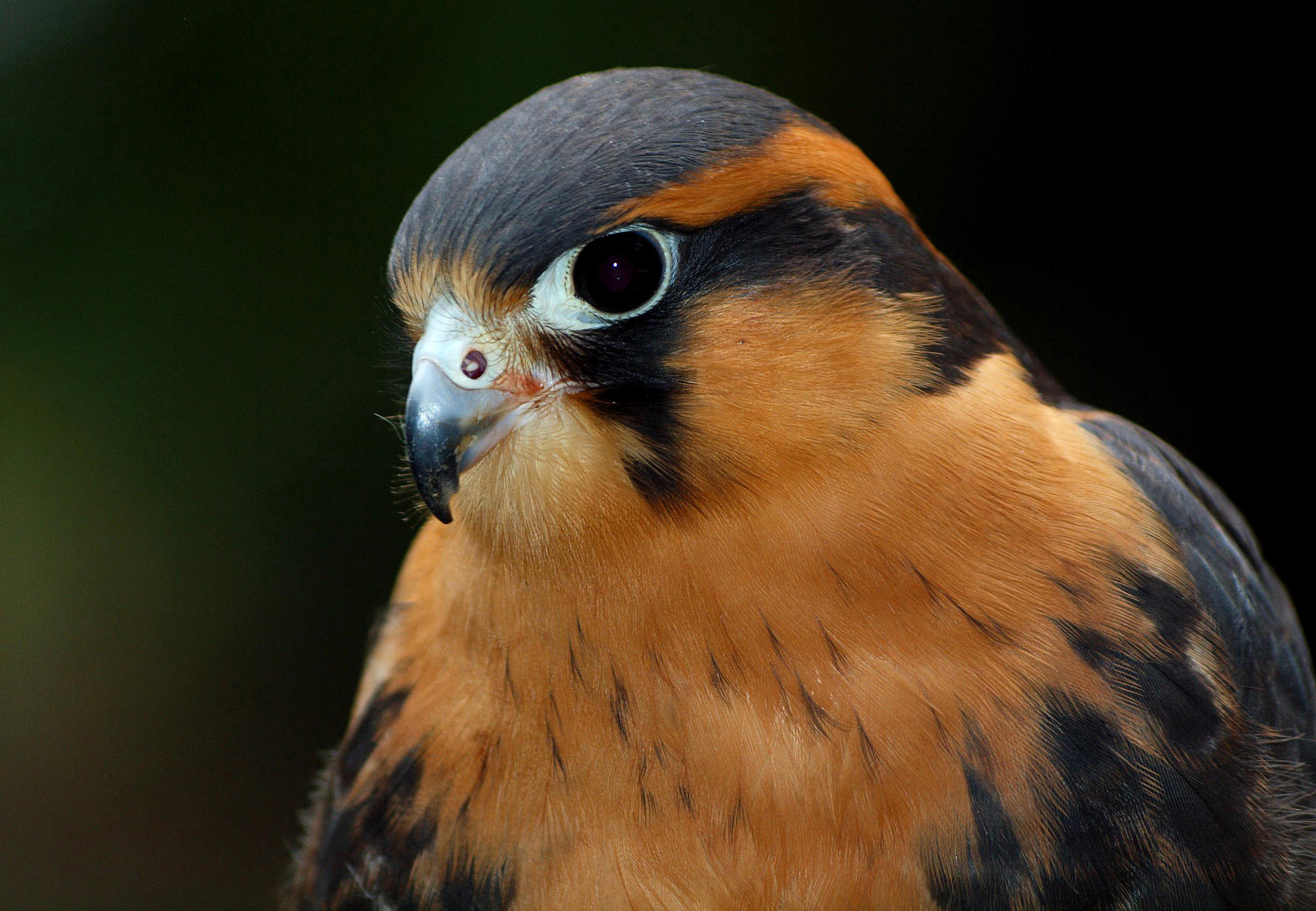 Aplomado Falcon | Audubon Field Guide