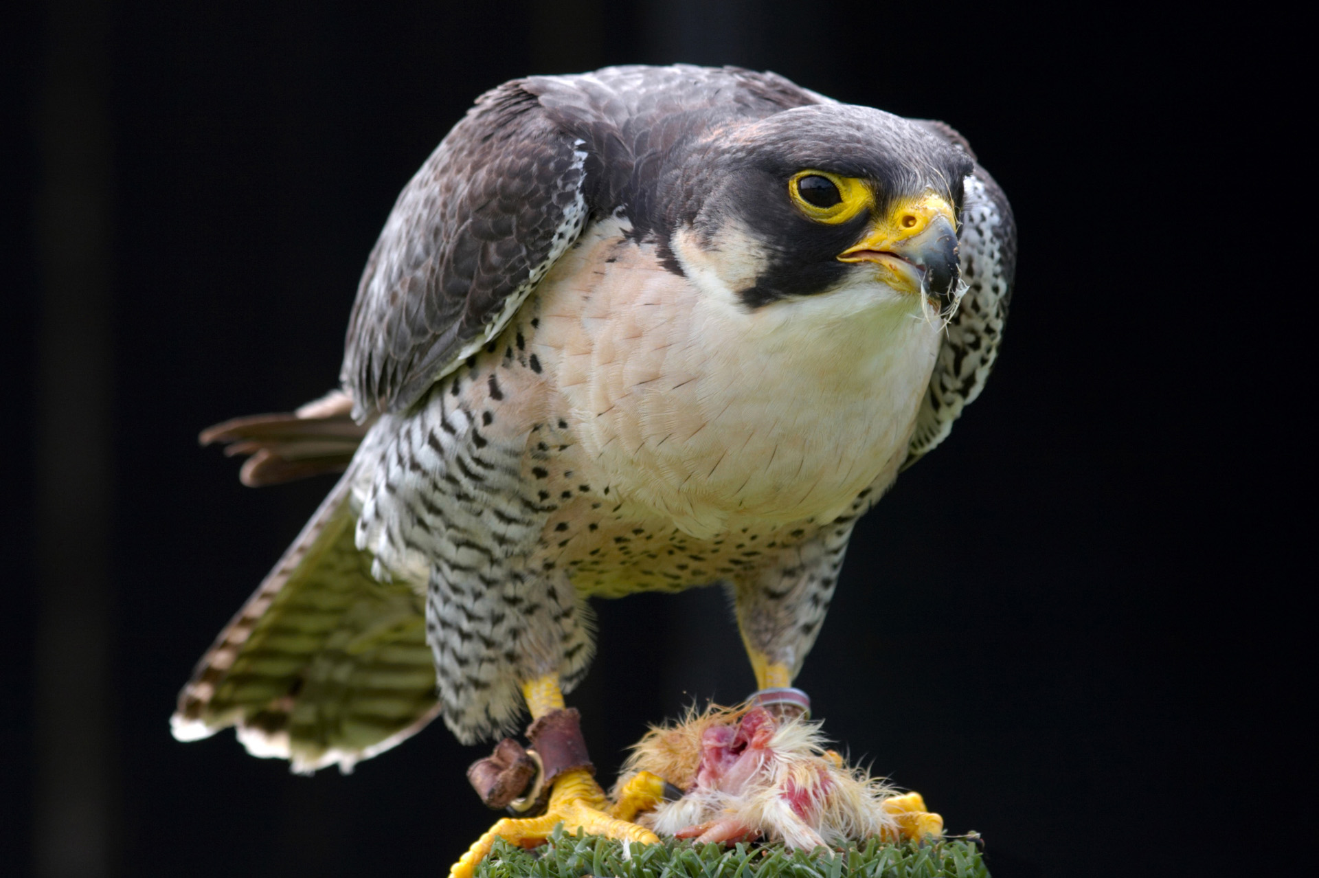 Falcon staring photo