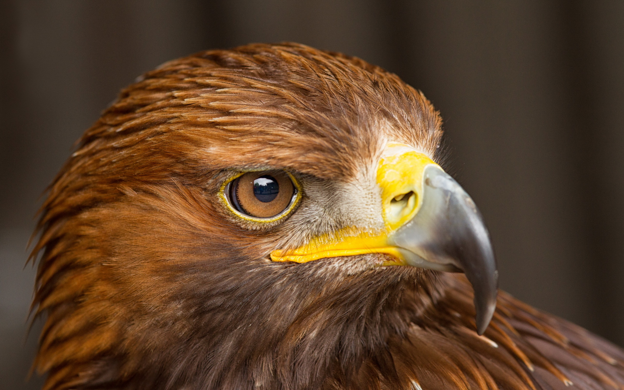 Wallpapers Birds Falcon Eyes Beak Head Glance Animals 2560x1600