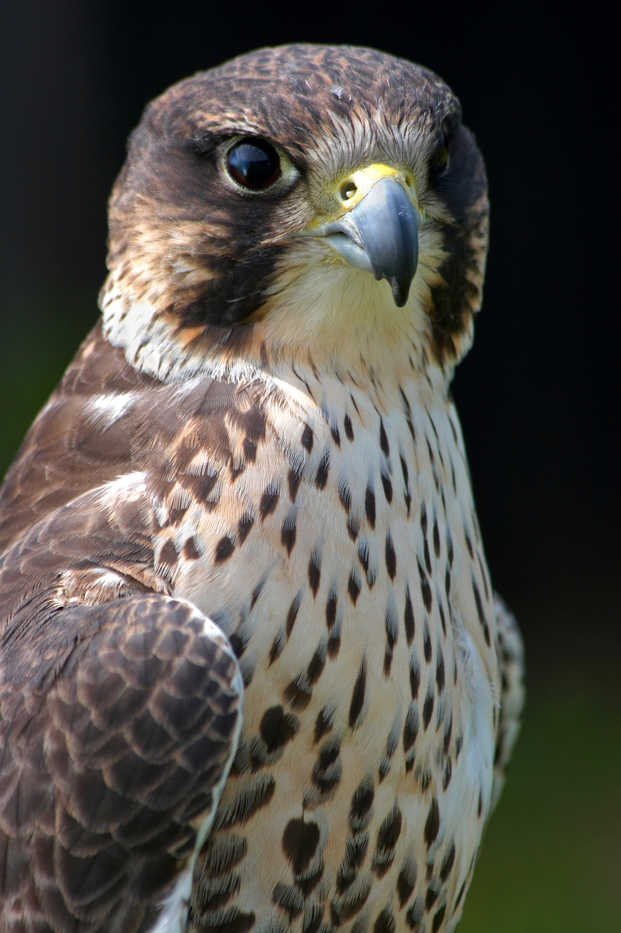 Lanner Falcon Portrait | Birds | Wildlife | Photography By Martin ...