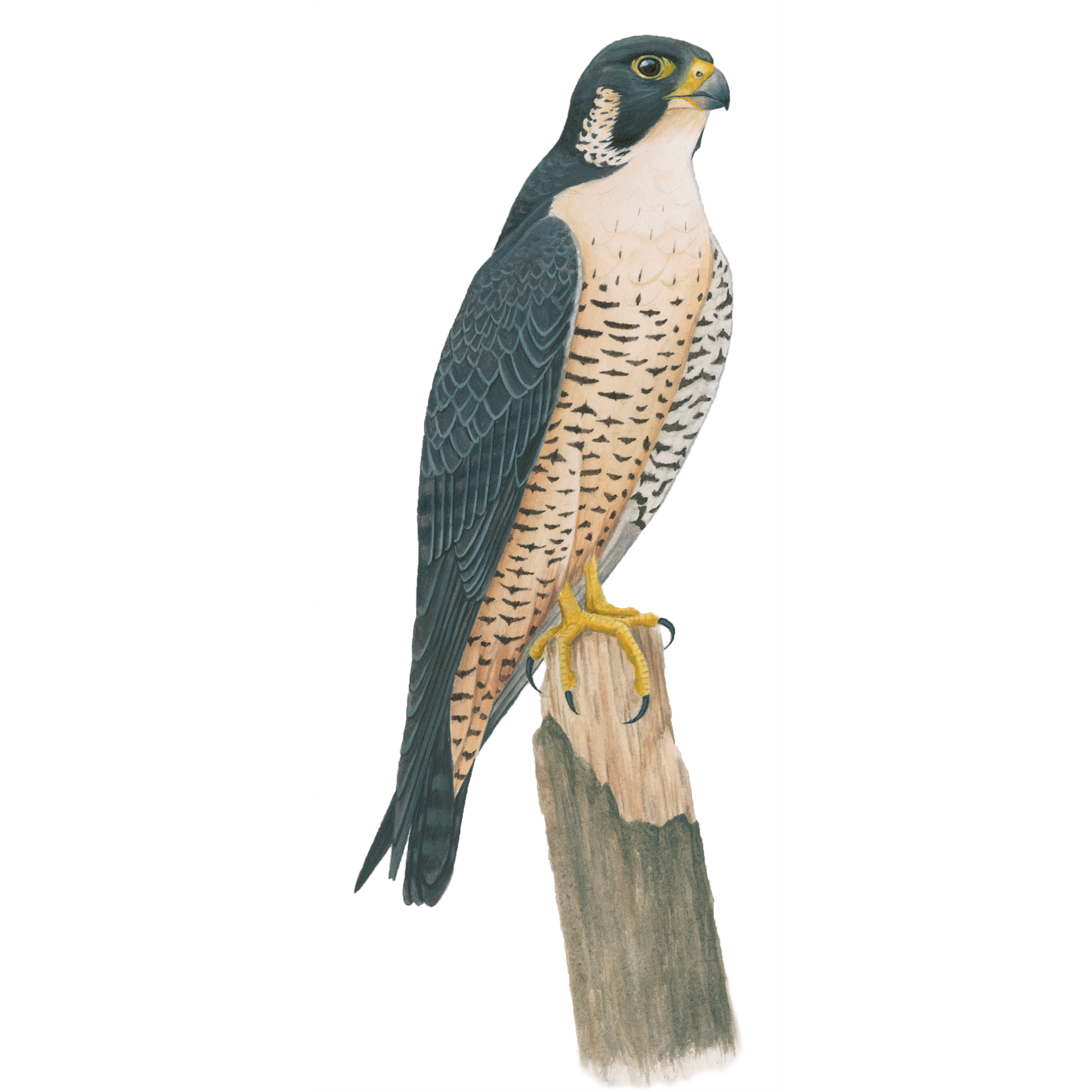 Peregrine Falcon | Celebrate Urban Birds