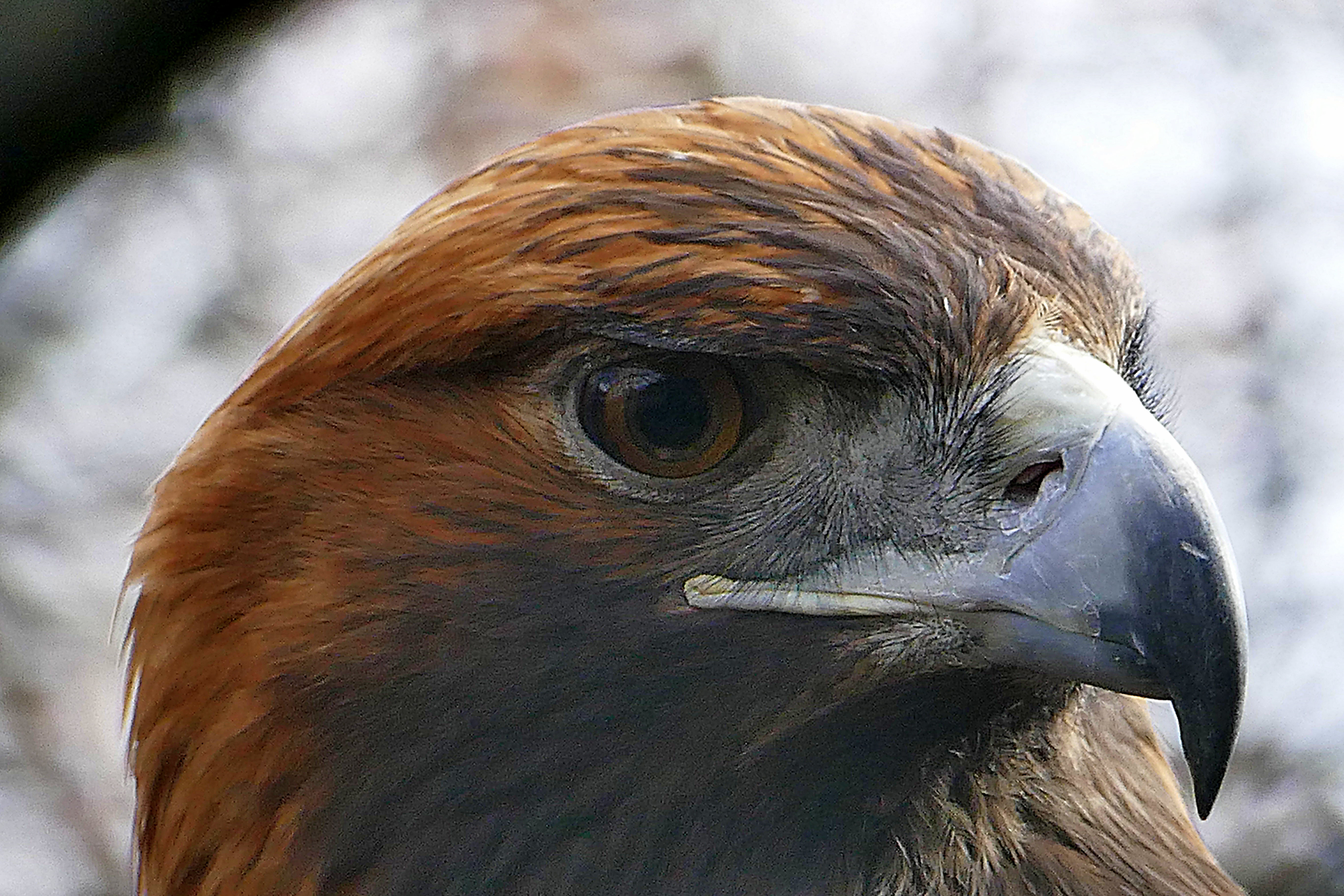 Brown Falcon in closeup photography, golden eagle HD wallpaper ...
