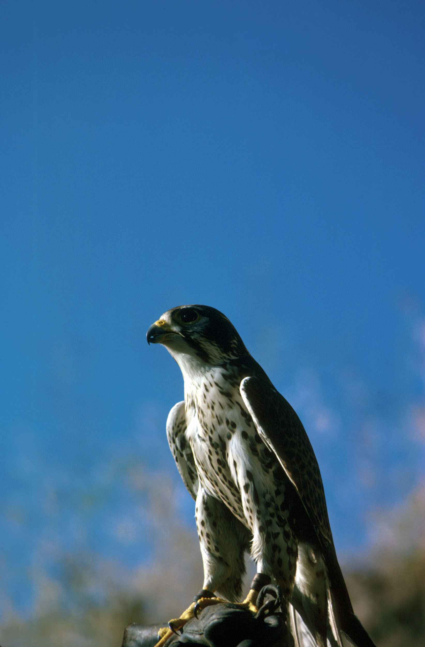Free picture: up-close, head, peregrine, falcon, bird, falco ...
