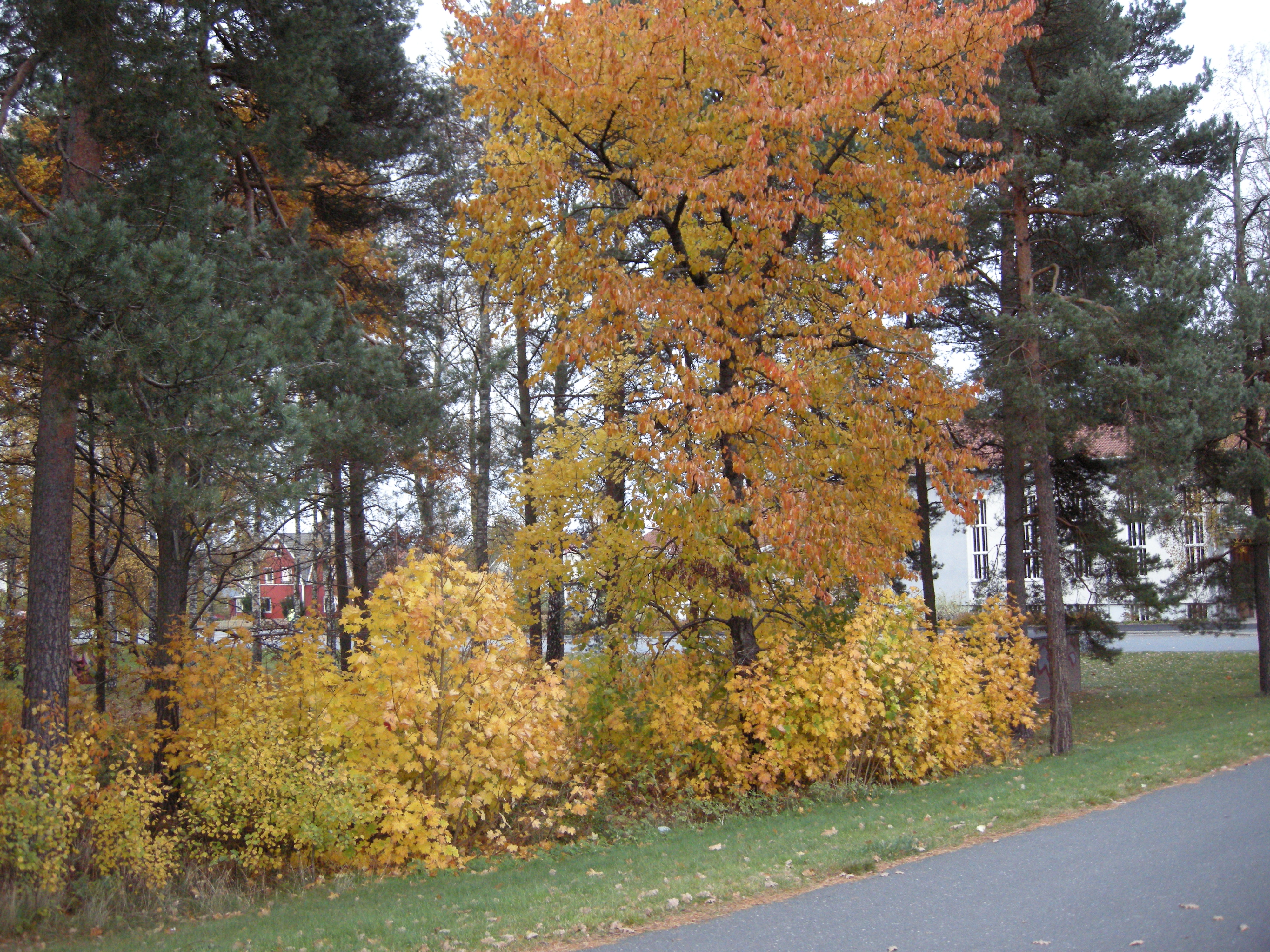 Fall 2008 in sweden photo
