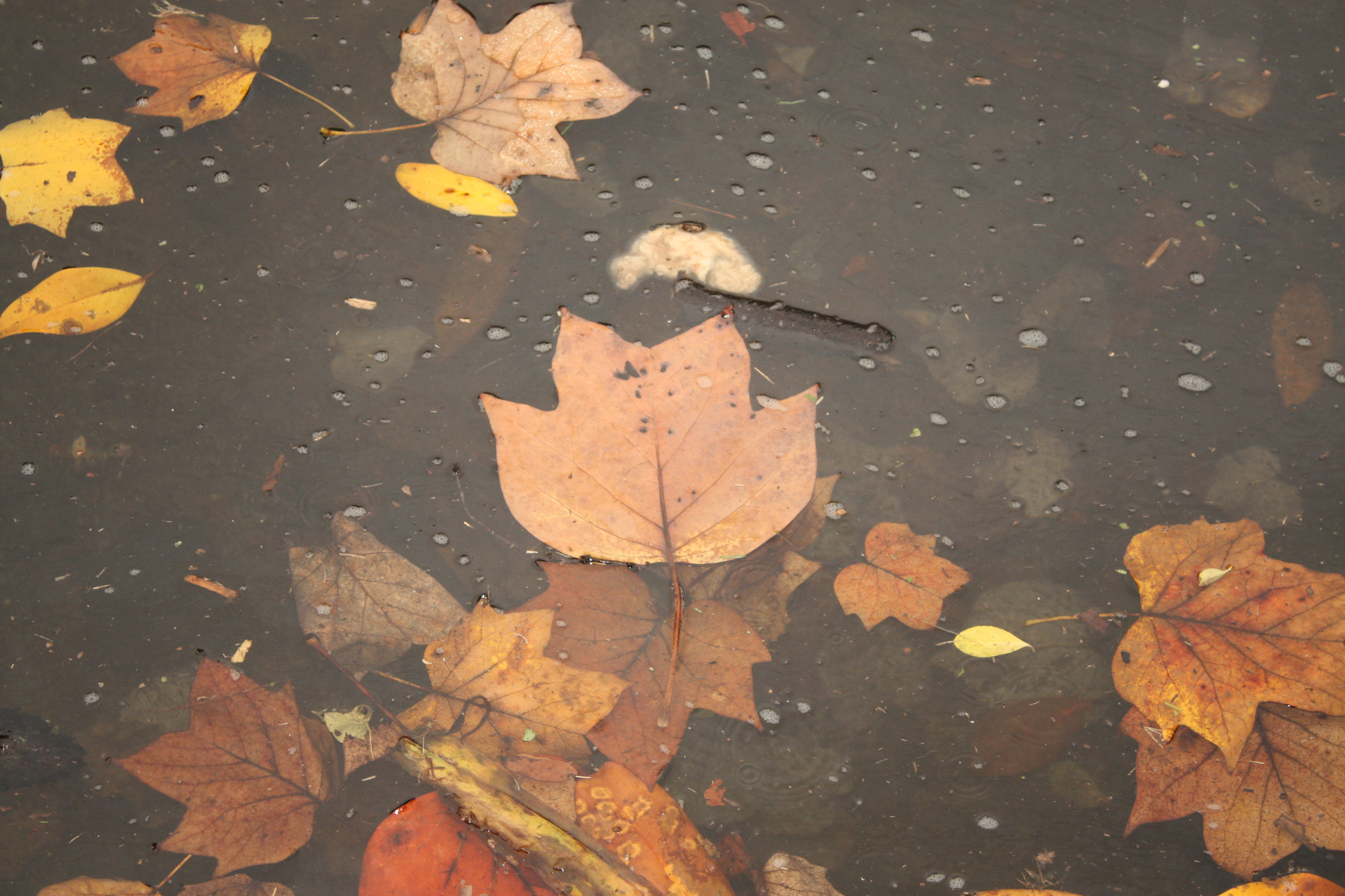 Fall, Floating, Leaves, Orange, Red, HQ Photo