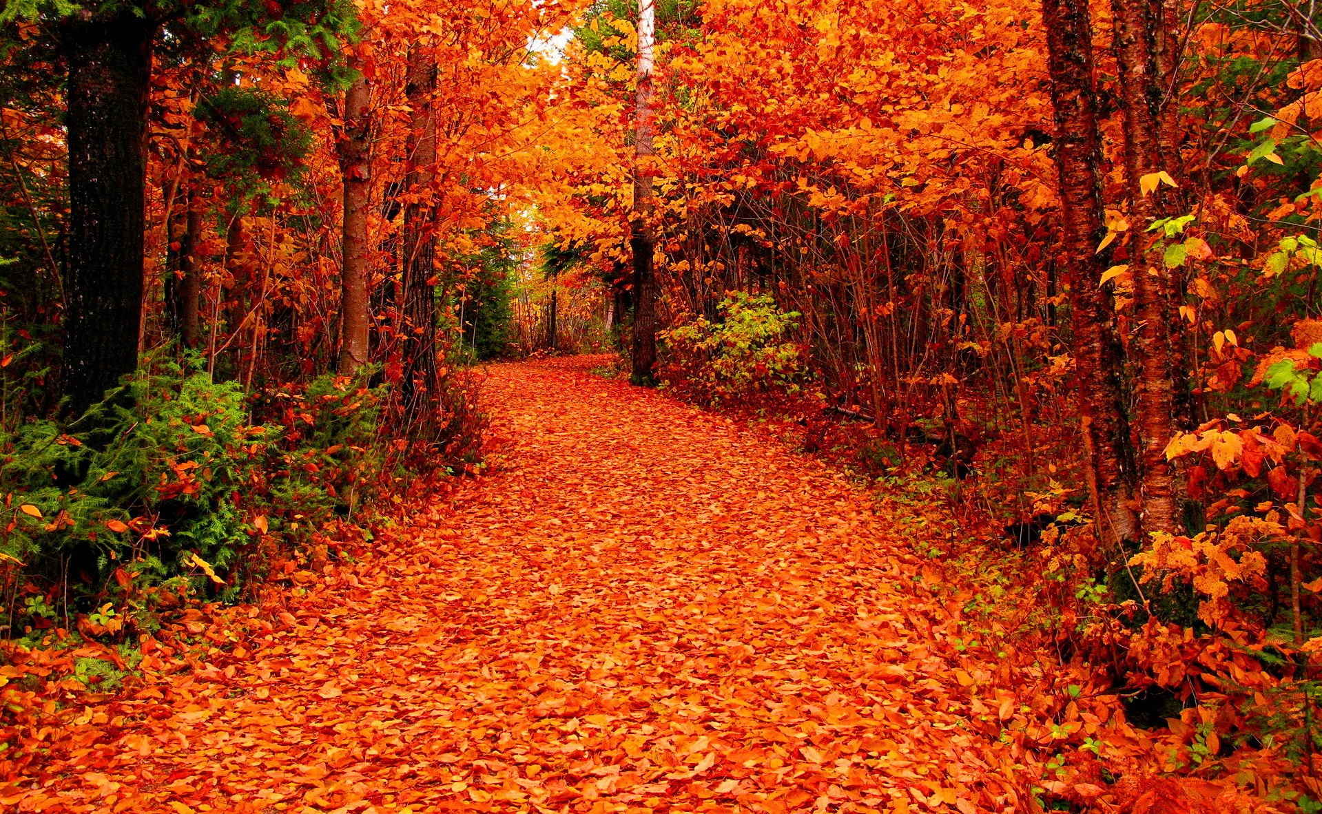 Free Photo Fall Autumn Leaves Plants Free Download Jooinn