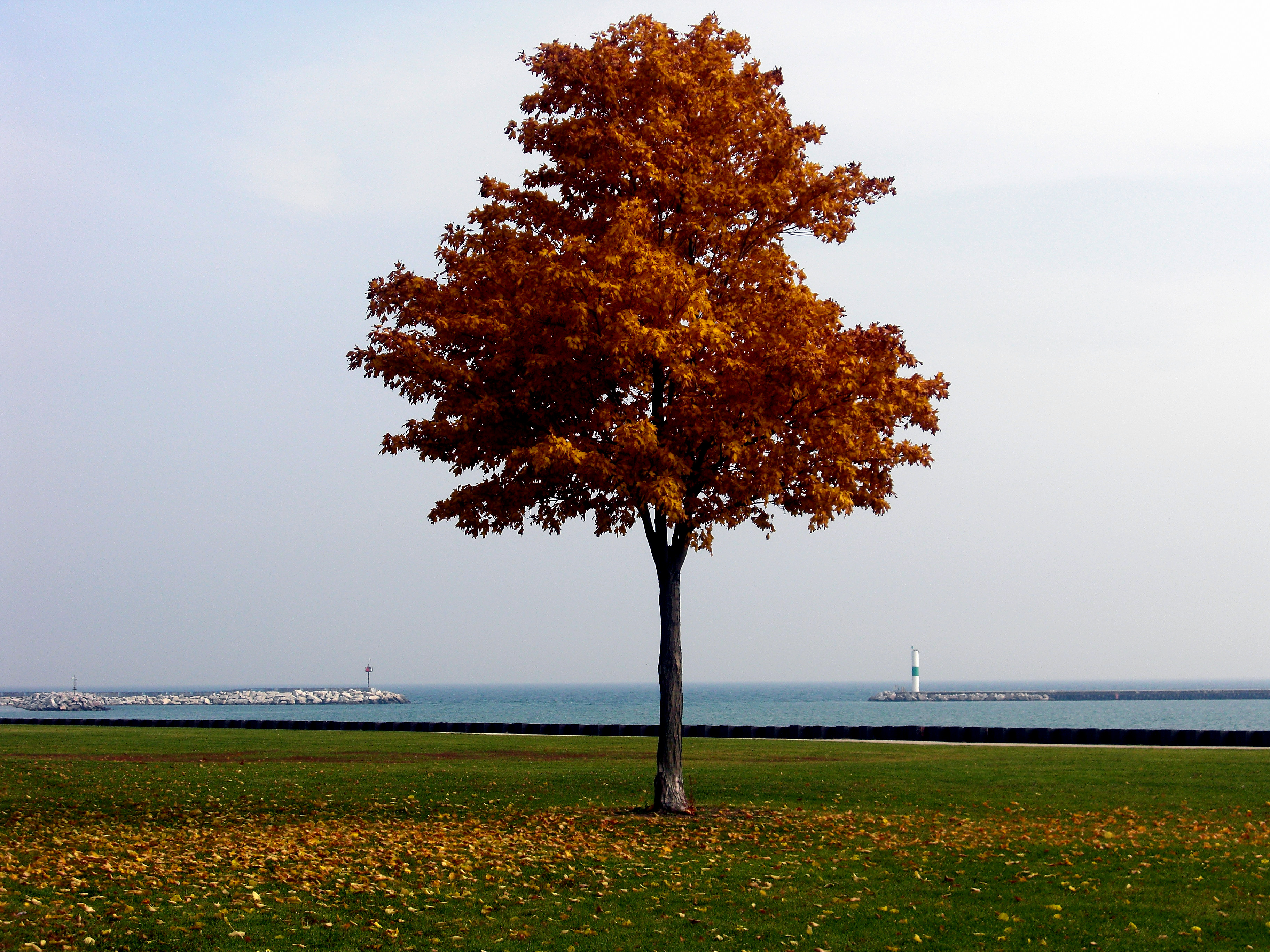 Fall, Autumn, Fallingleaves, Shed, Trees, HQ Photo