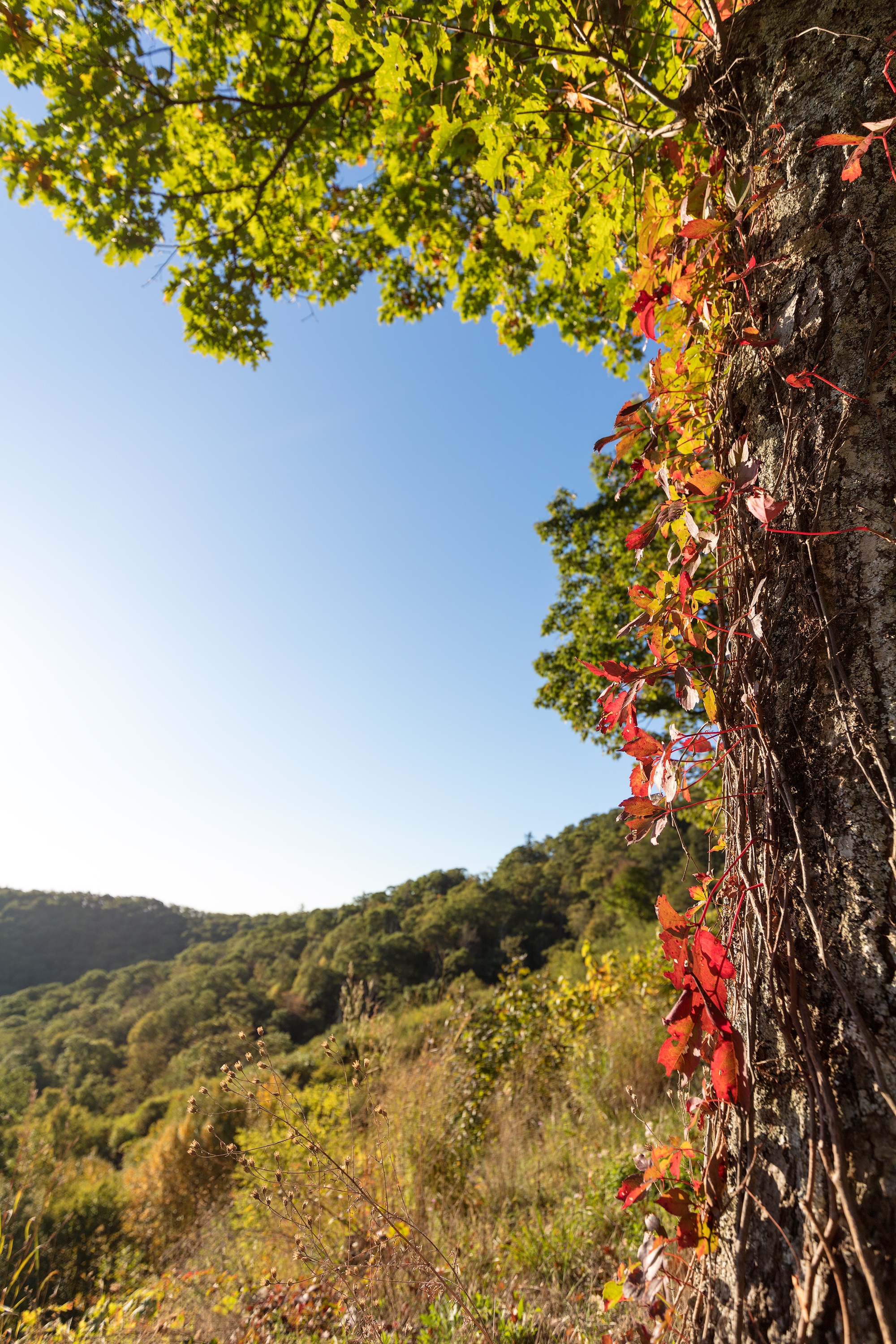 Shenandoah's Fall Color - Shenandoah National Park (U.S. National ...