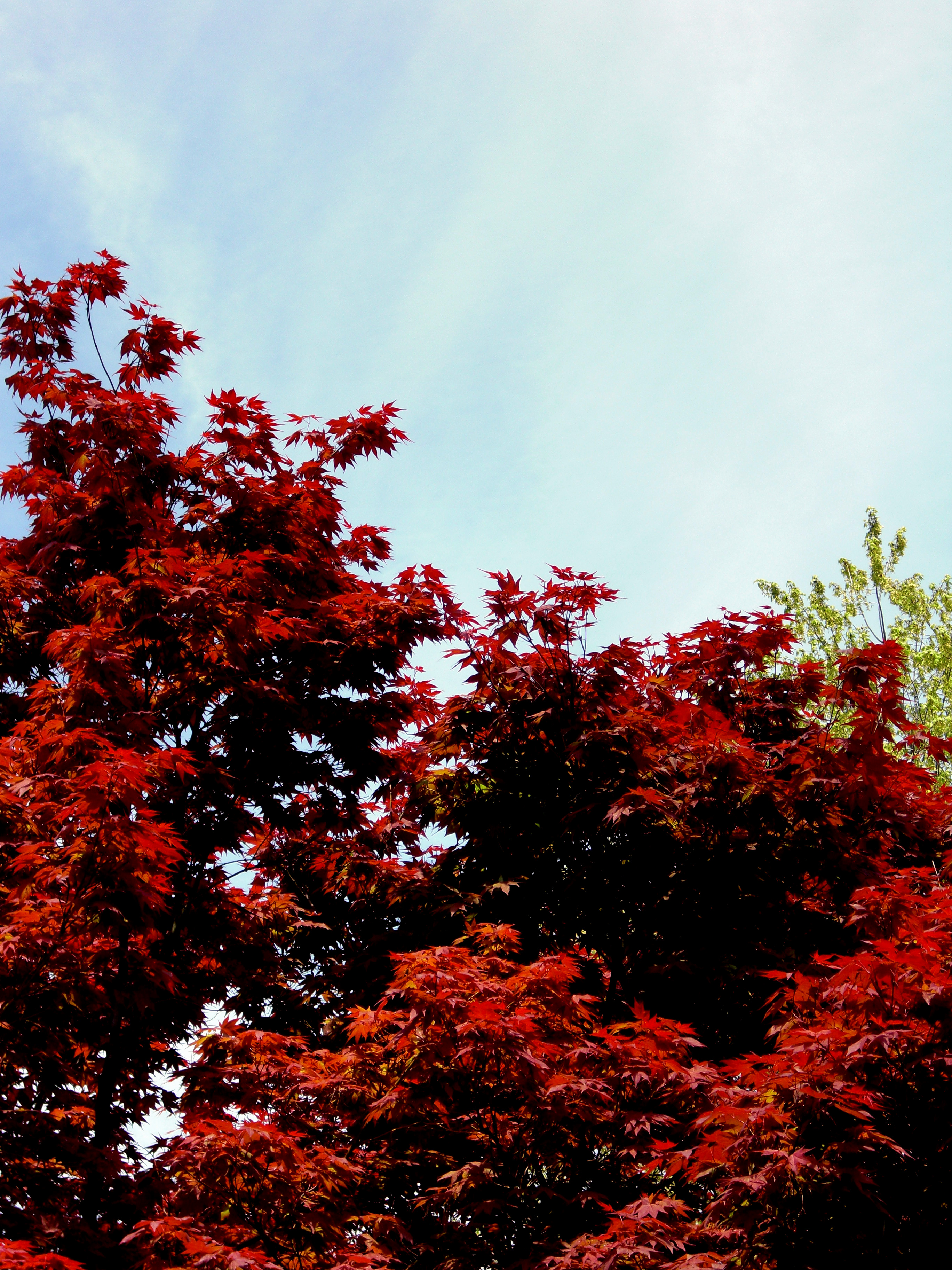 Fall, Autumn, Leaves, Plants, Red, HQ Photo