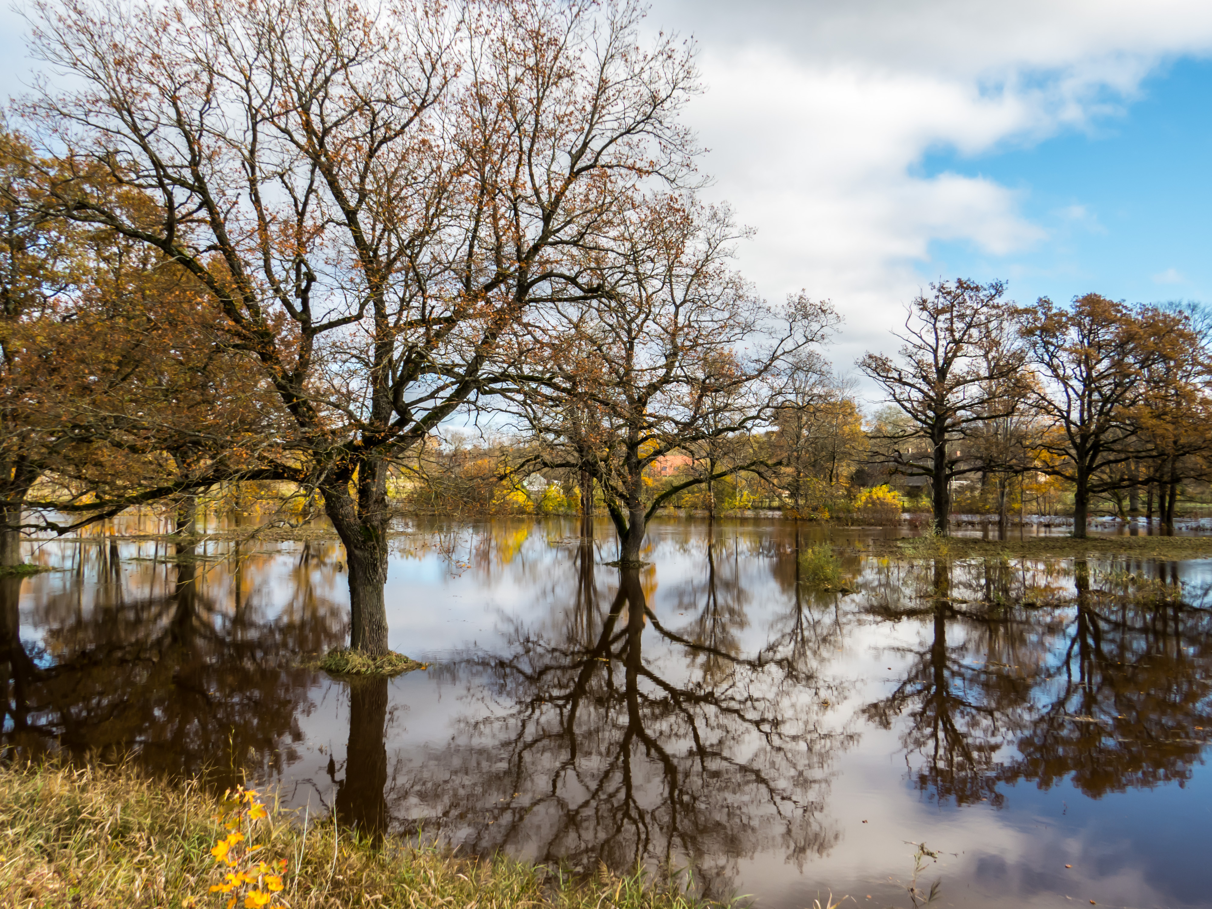 Fall and too much rain. A little floods, 2014, Flooded, Water, Trees, HQ Photo