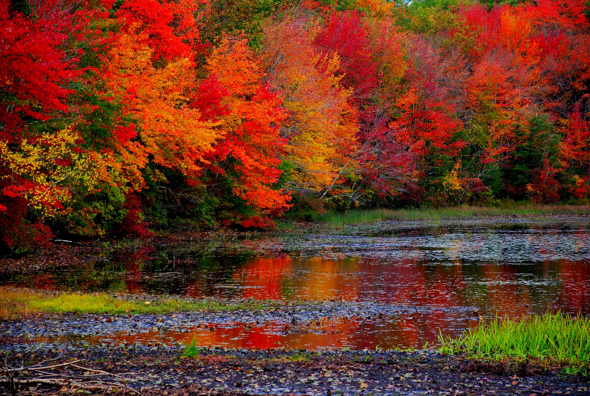 Free photo: Fall Colors - Color, Fall, Leaves - Free ...