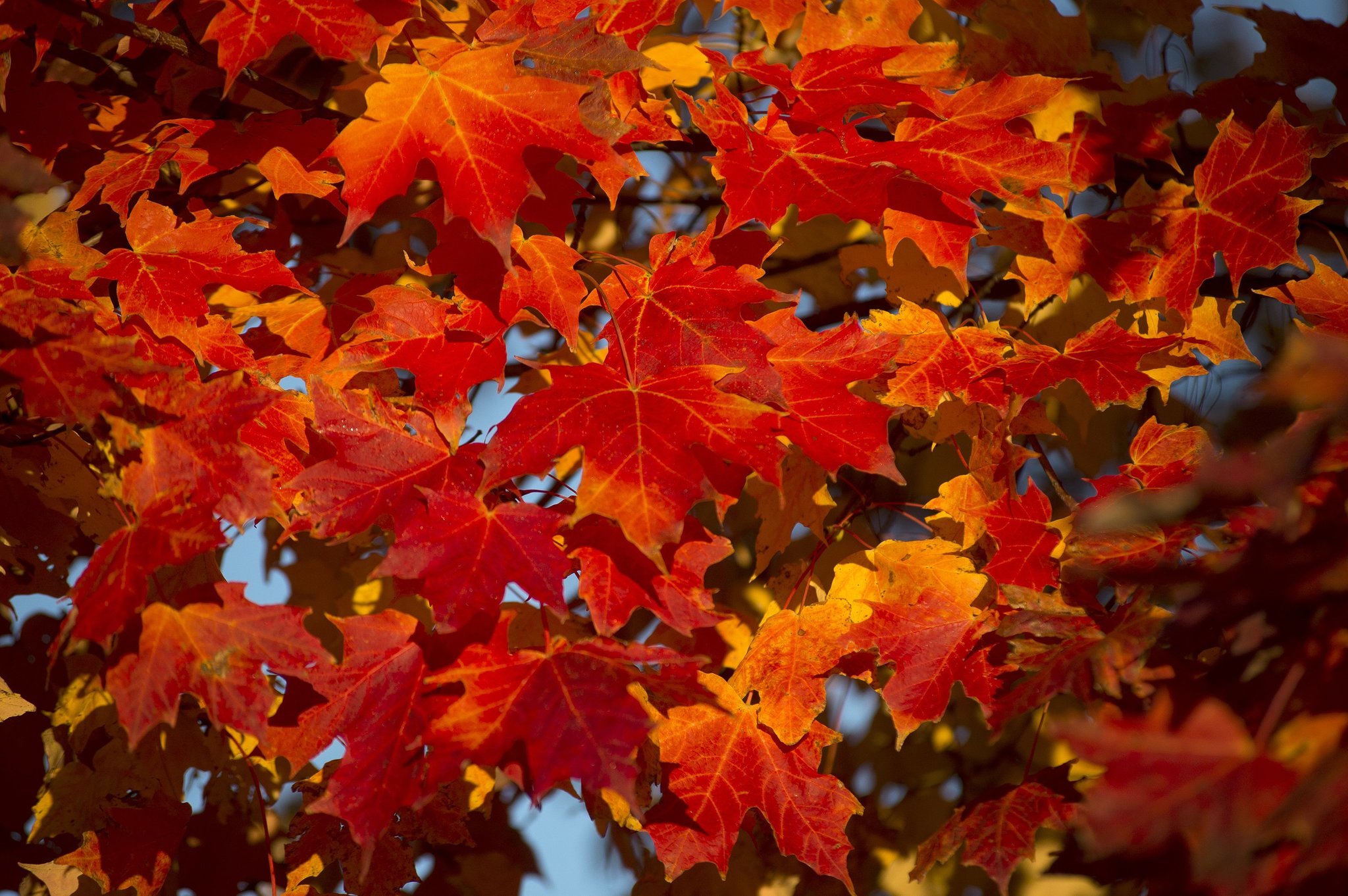 When fall colors will peak in Michigan in 2017 | MLive.com