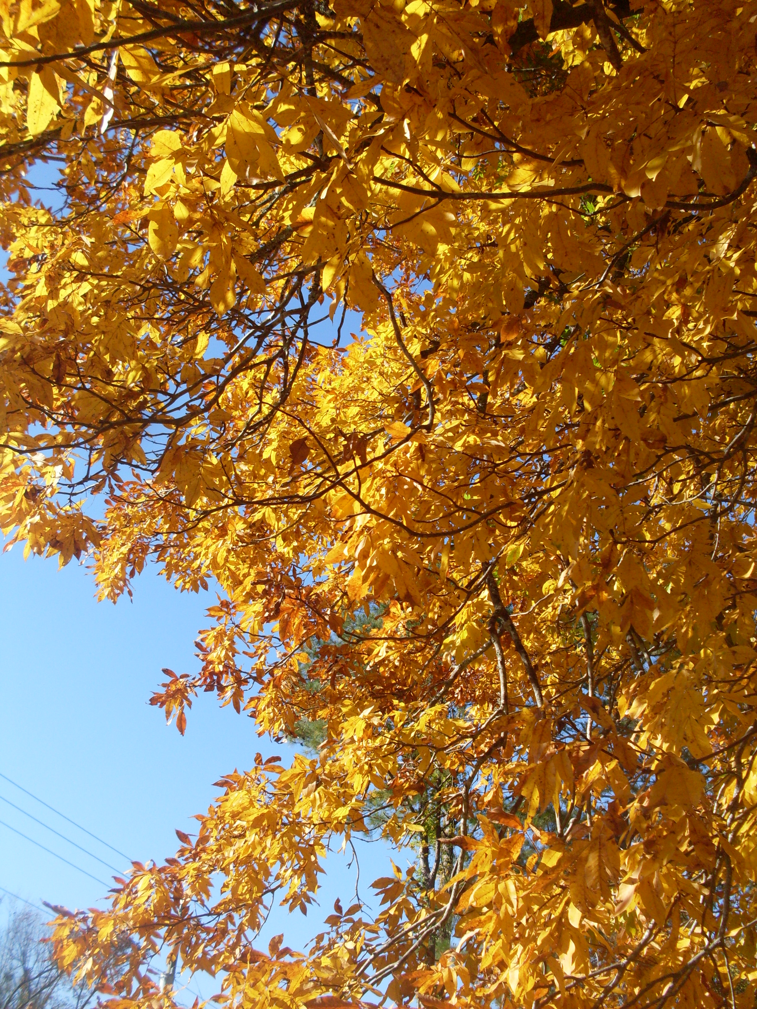 Fall Colors, Color, Fall, Leaves, Trees, HQ Photo