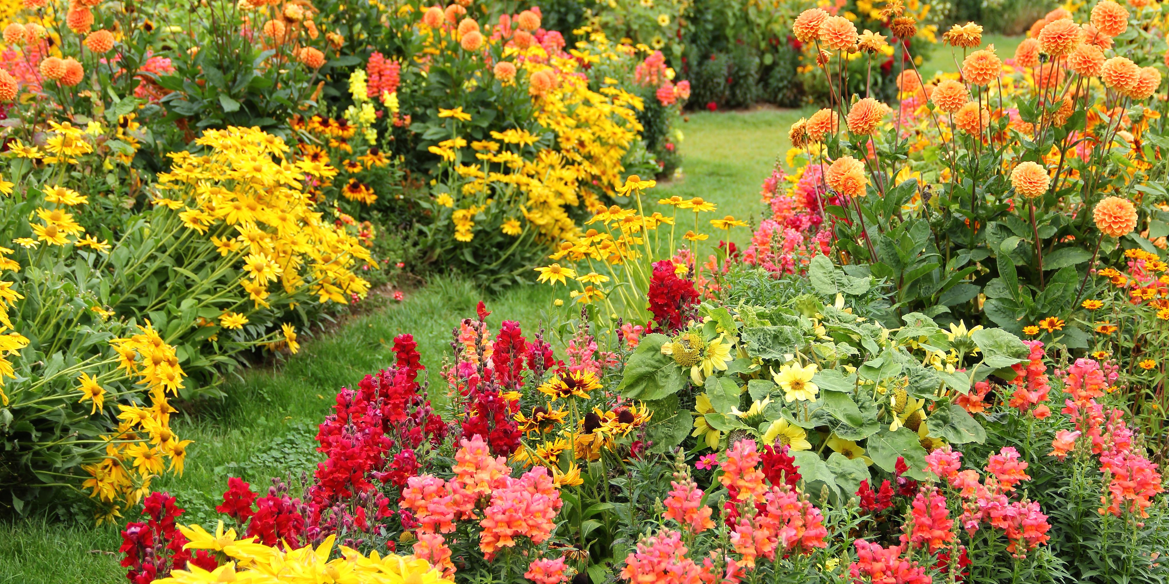 15 Best Fall Flowers & Plants - Flowers That Bloom in Autumn