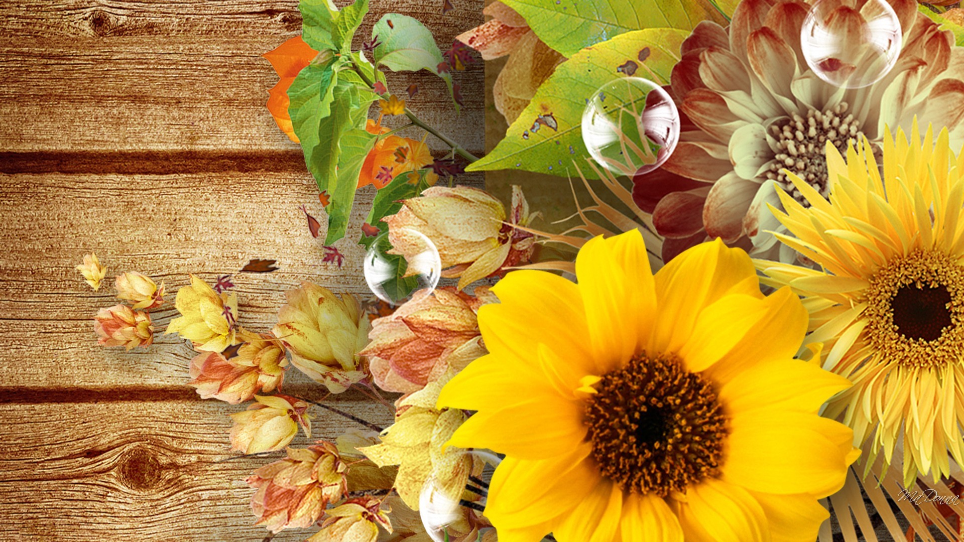 Flowers Fall Flowers Autumn Boards Wood Pods Bubbles Sunflowers ...