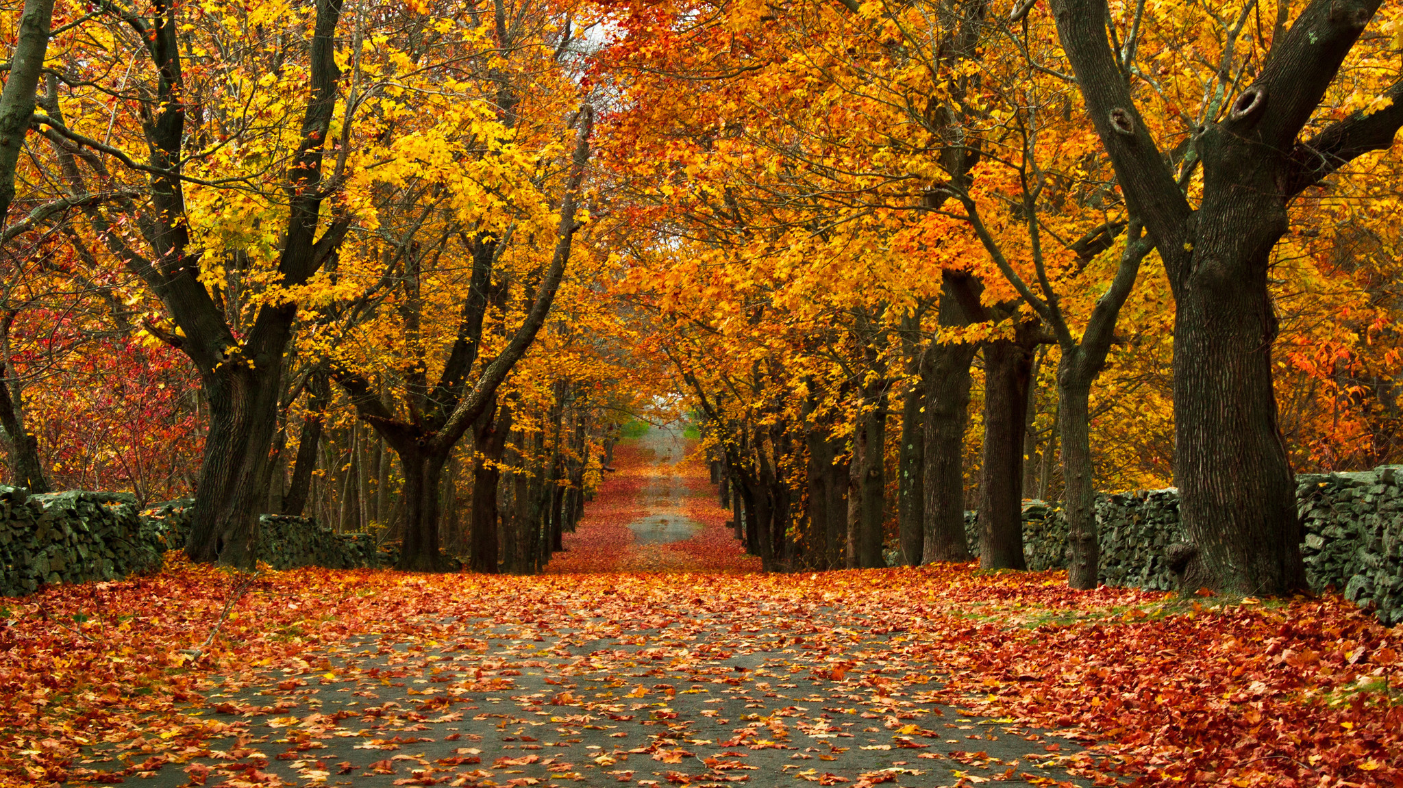 Free photo: Fall Foliage - Beautiful, Bushkill, Color - Free Download ...
