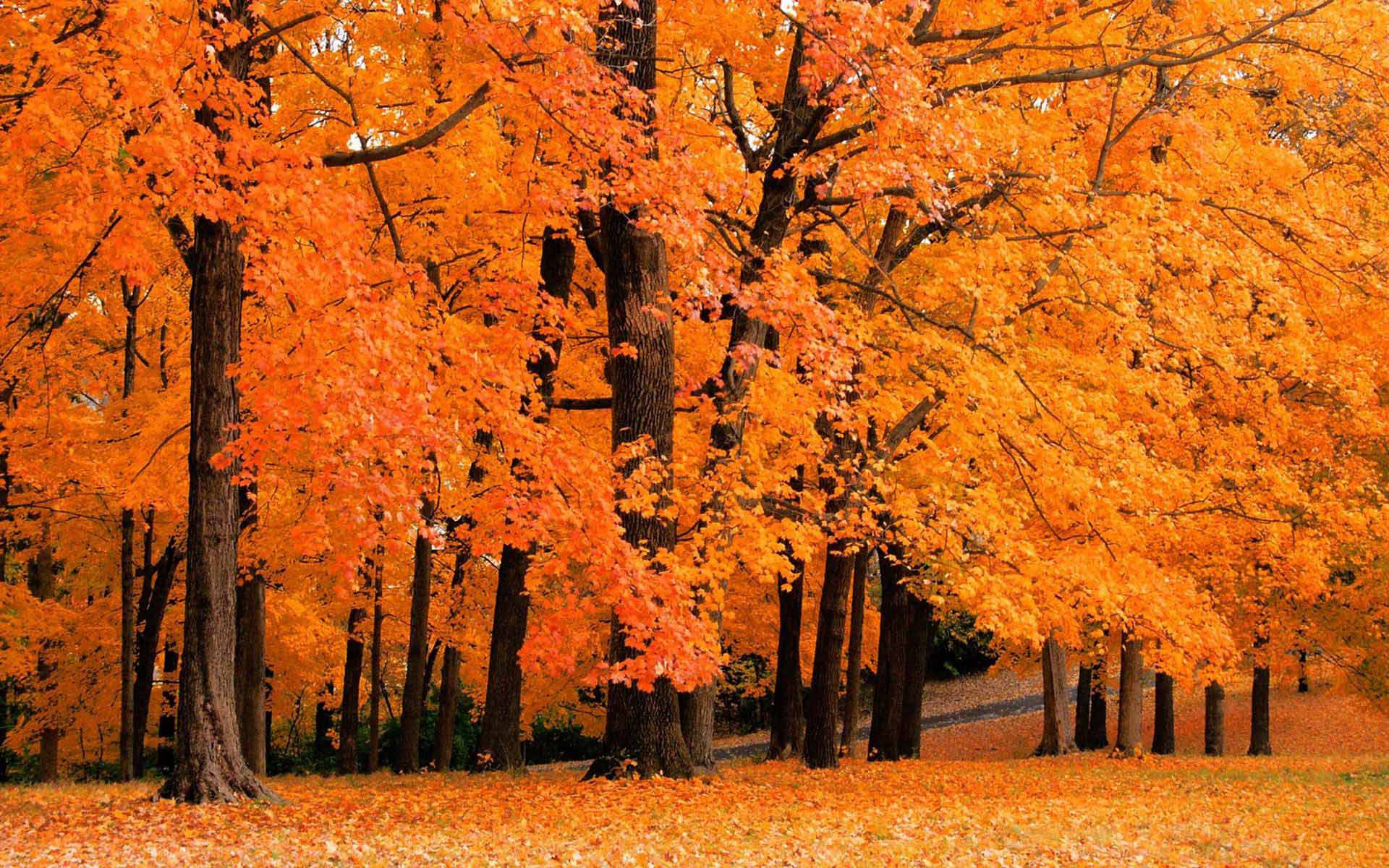 5 Places to Check Out Fall Foliage Around Pittsburgh | Pittsburgh ...