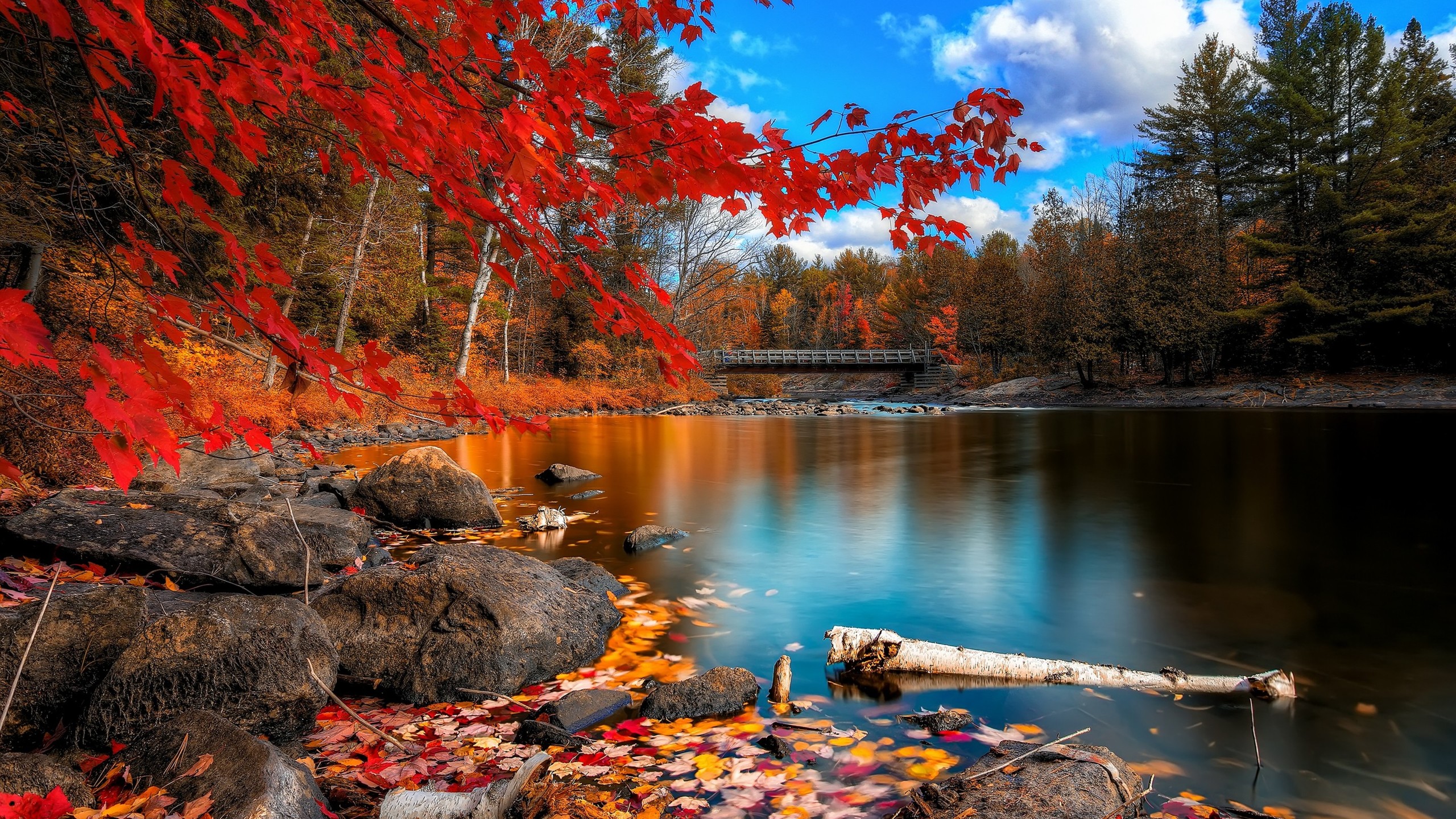 2560x1440 Fall Foliage 1440P Resolution HD 4k Wallpapers, Images ...