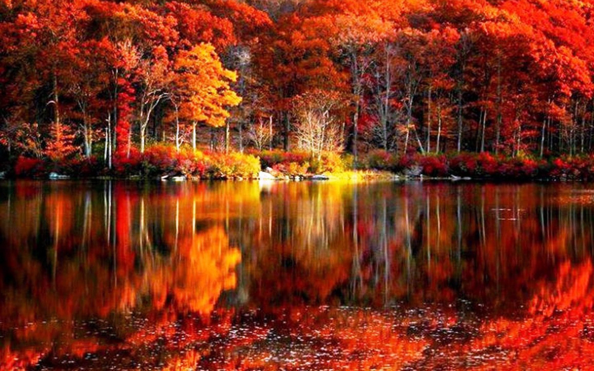 Fall Foliage Wallpaper (55+ pictures)