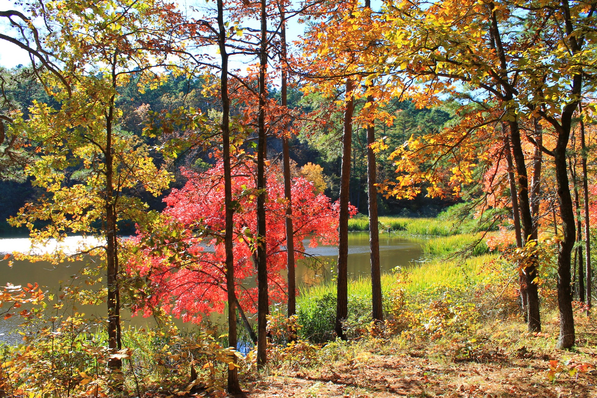 Fall Foliage | Arklahoma Hiker
