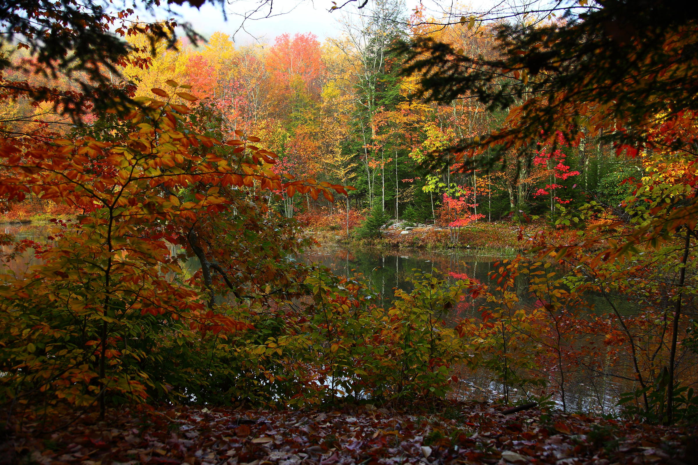 Where's the best place to see fall foliage in WV? | West Virginia ...