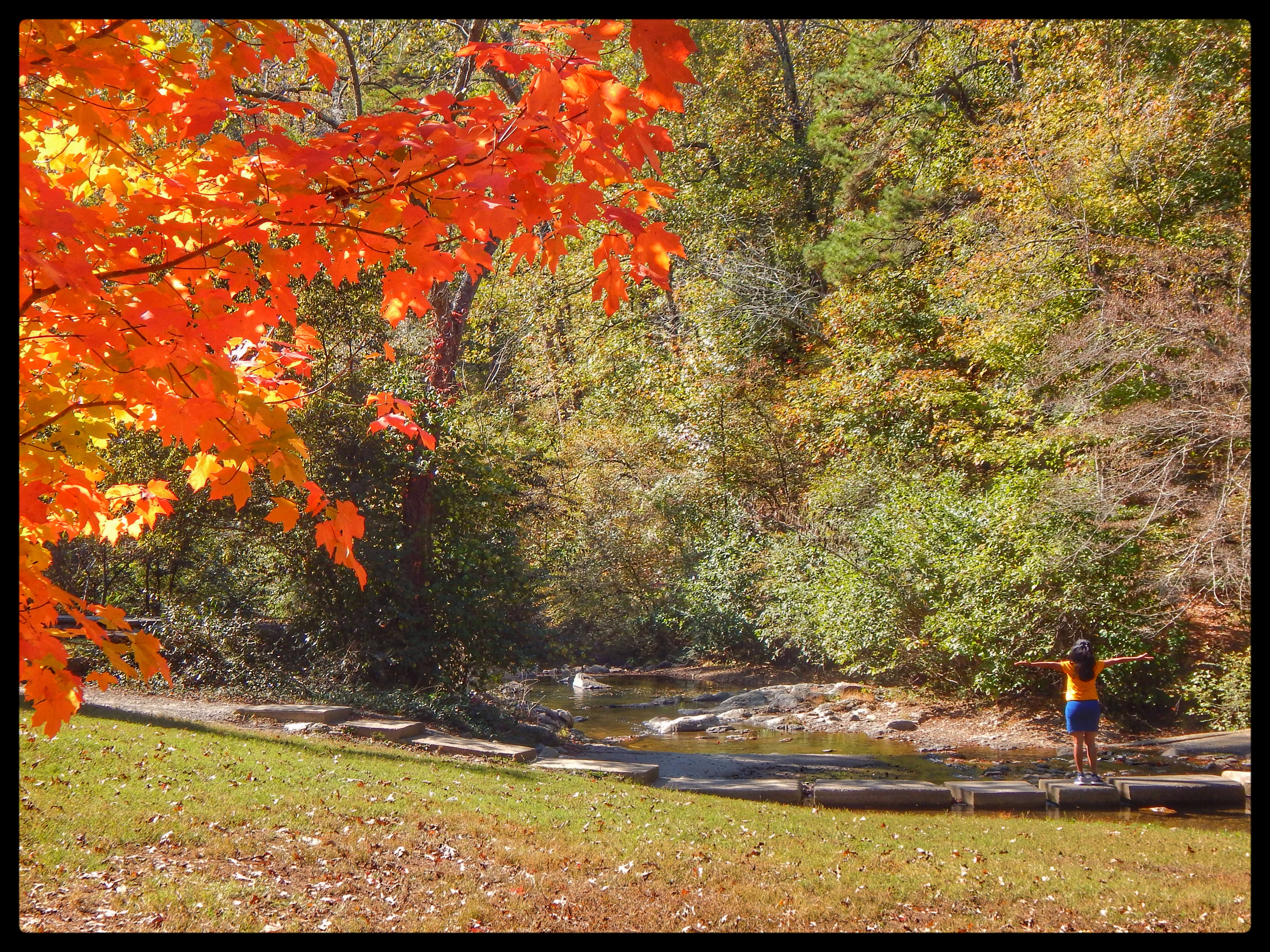 Arkansas's Fall Foliage, Fall of 2016 - Snap Savor Scribble