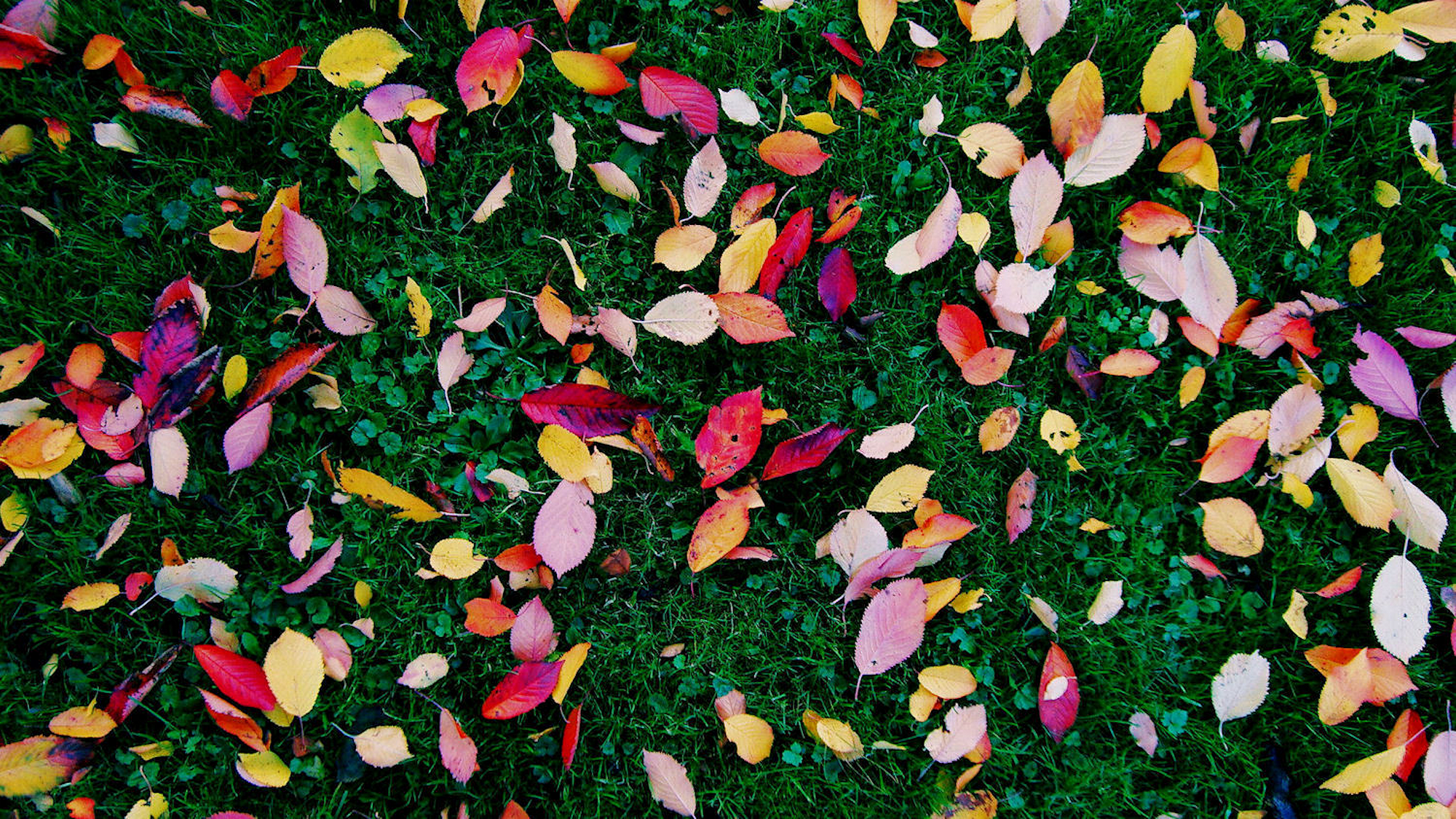 Fall foliage photo