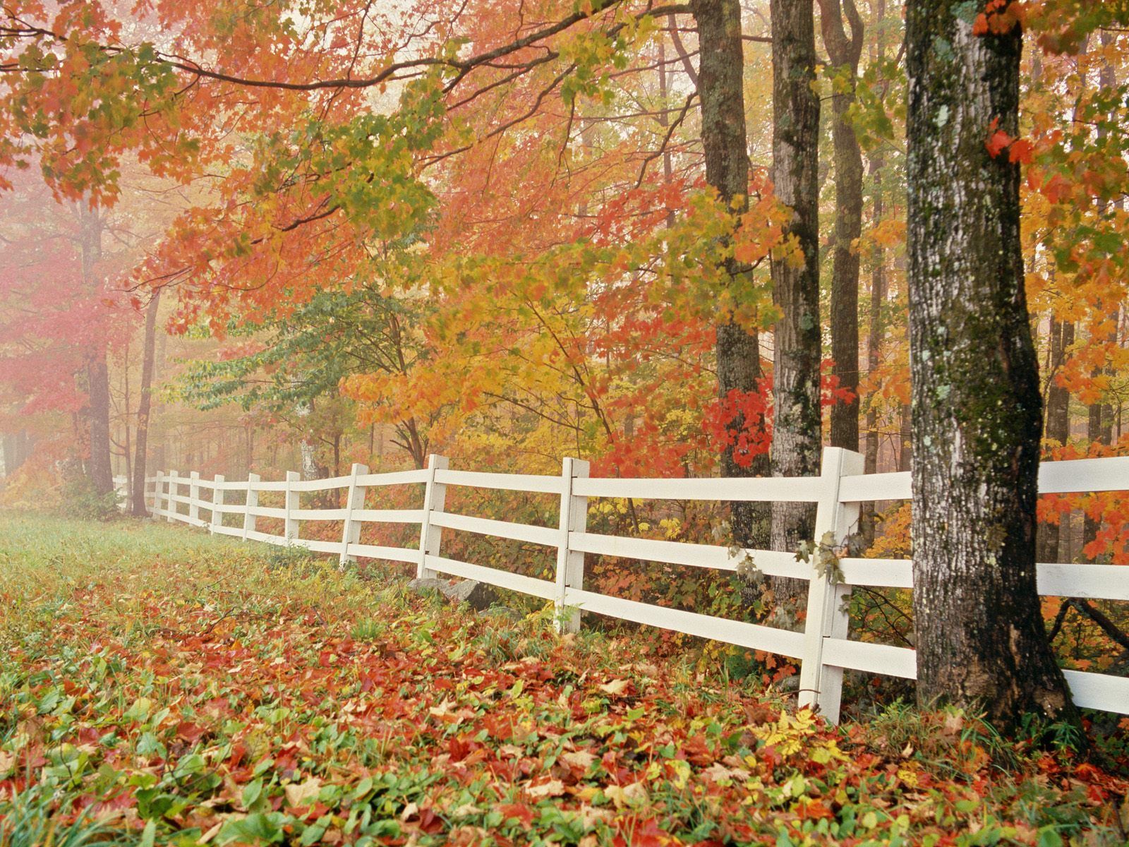 Beautiful Fall Nature Best HD Wallpaper Download Beautiful Fall ...